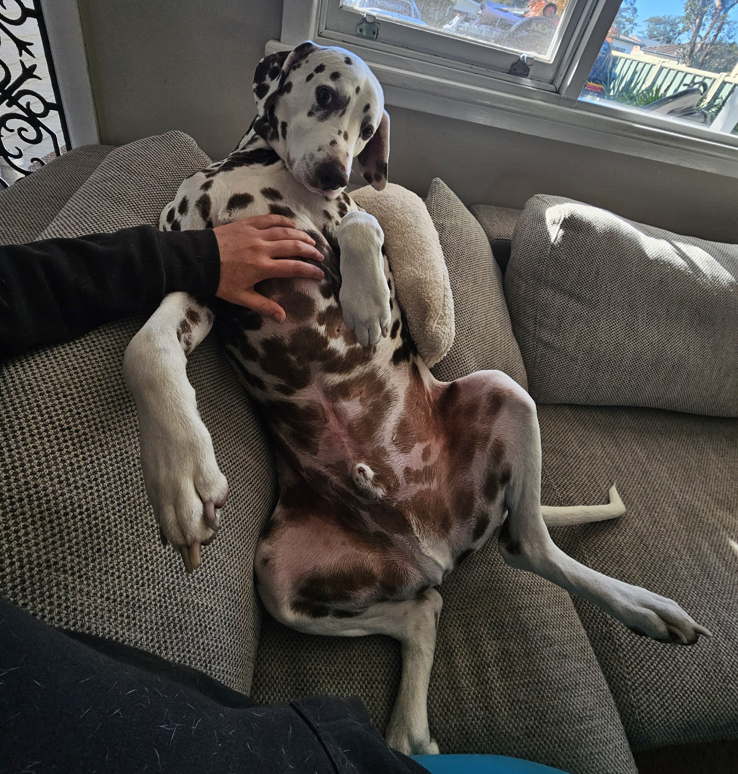 Dalmatian laying on the lounge