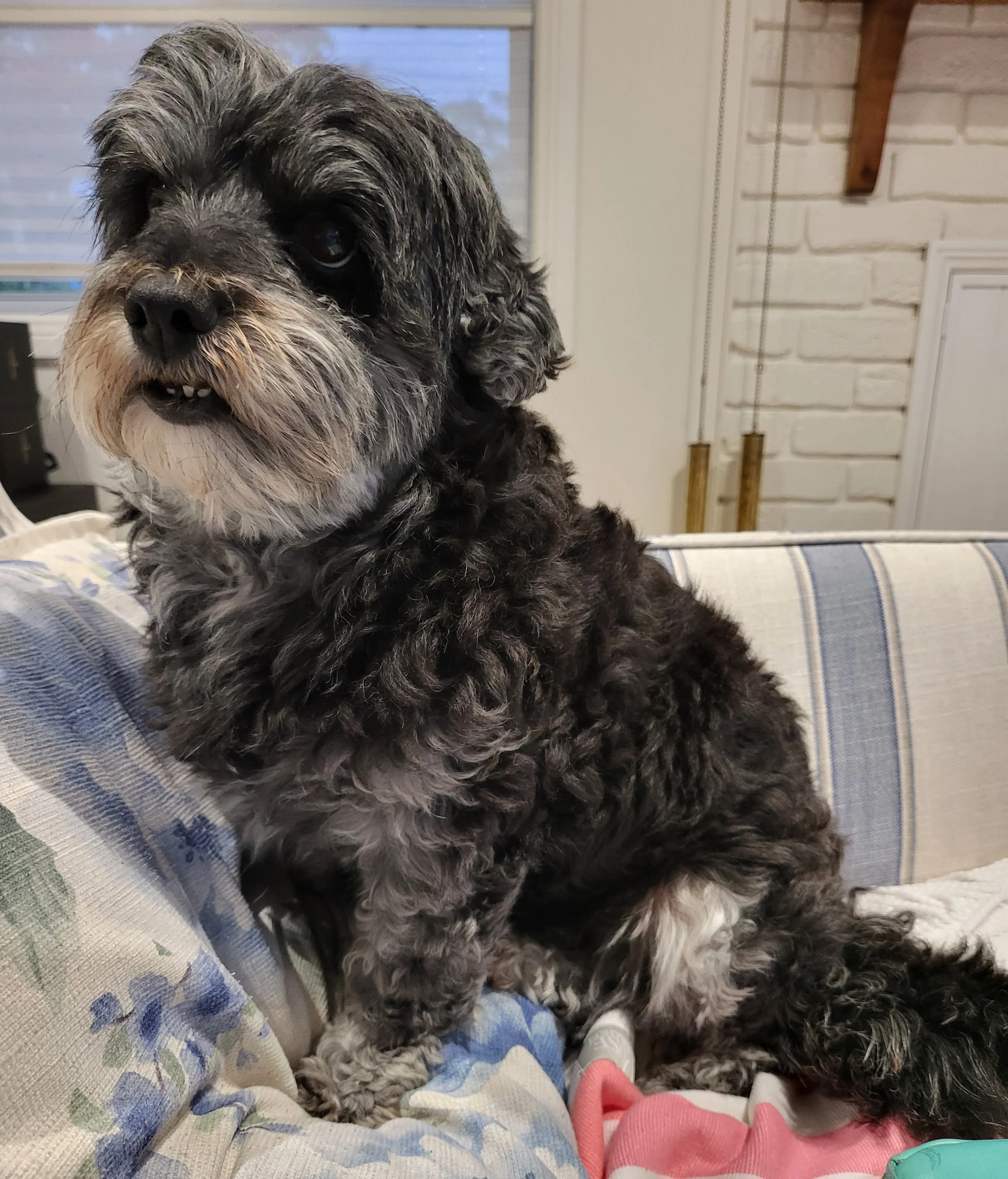A dog leaning on the lounge