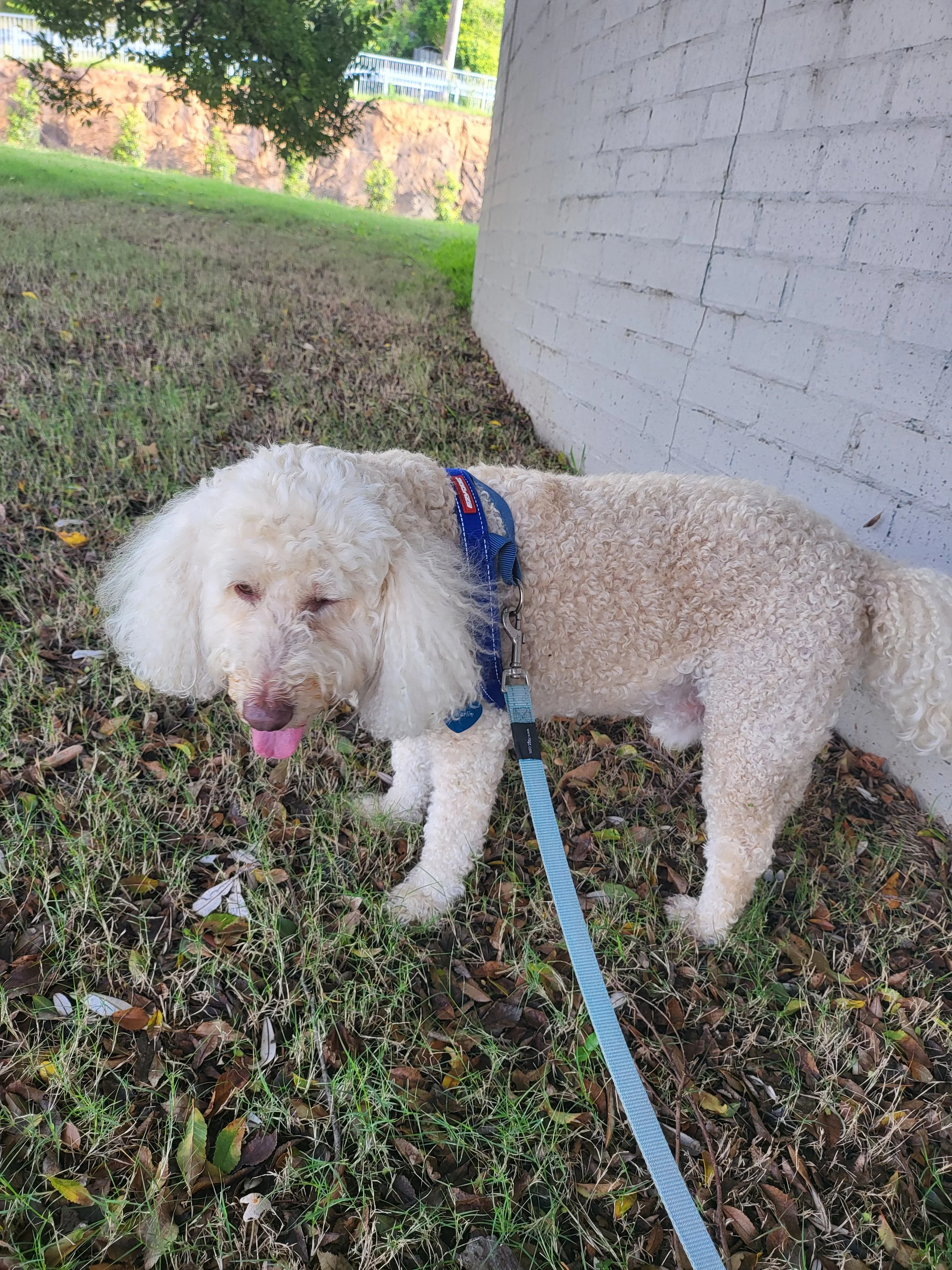 Charlie the dog enjoying an outdoor walk during in North Avoca care with Sciona’s Dog Care Services