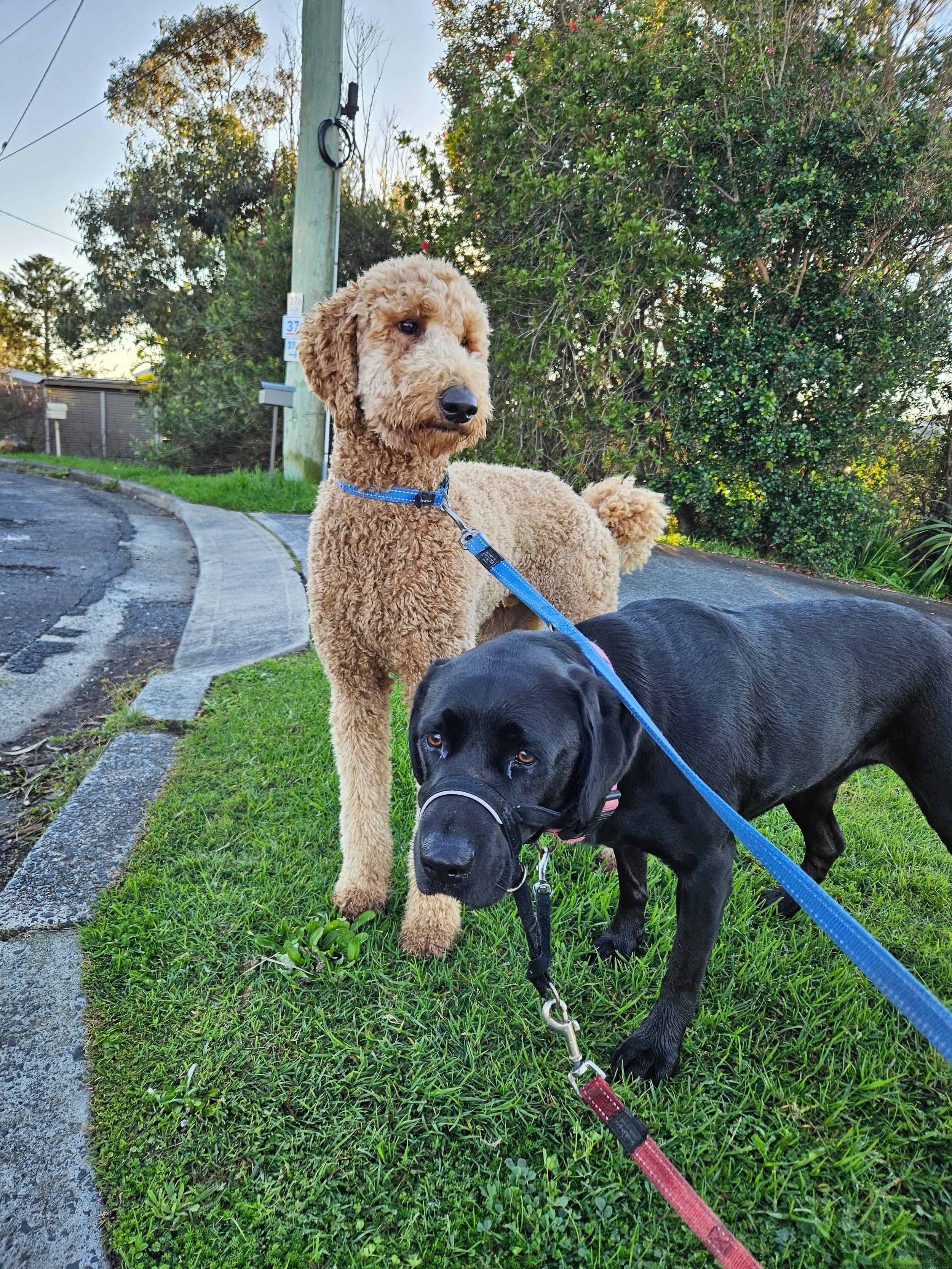 2 dogs posing while their on a dog walk