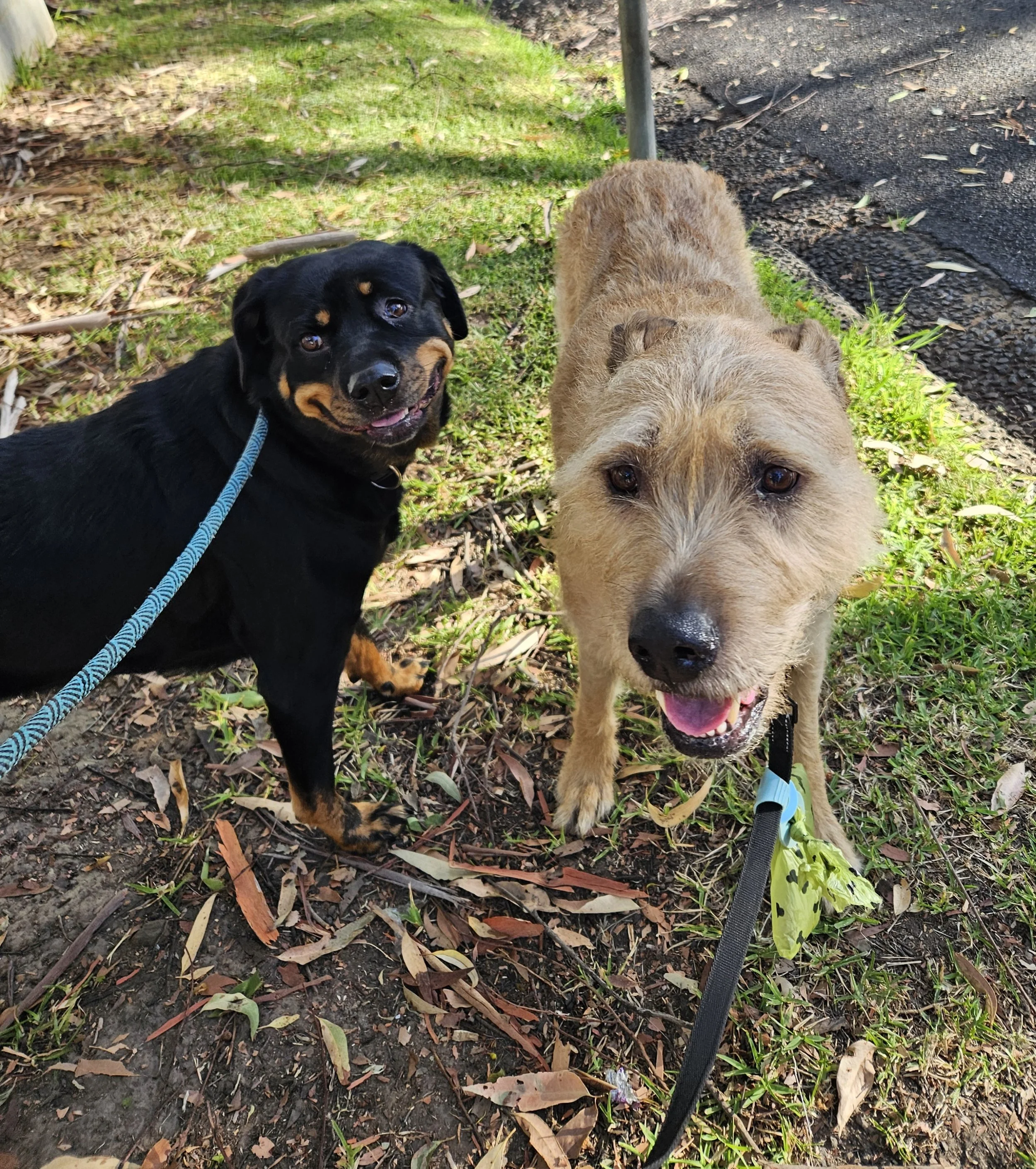 2 dog smiling while they are on their walk 