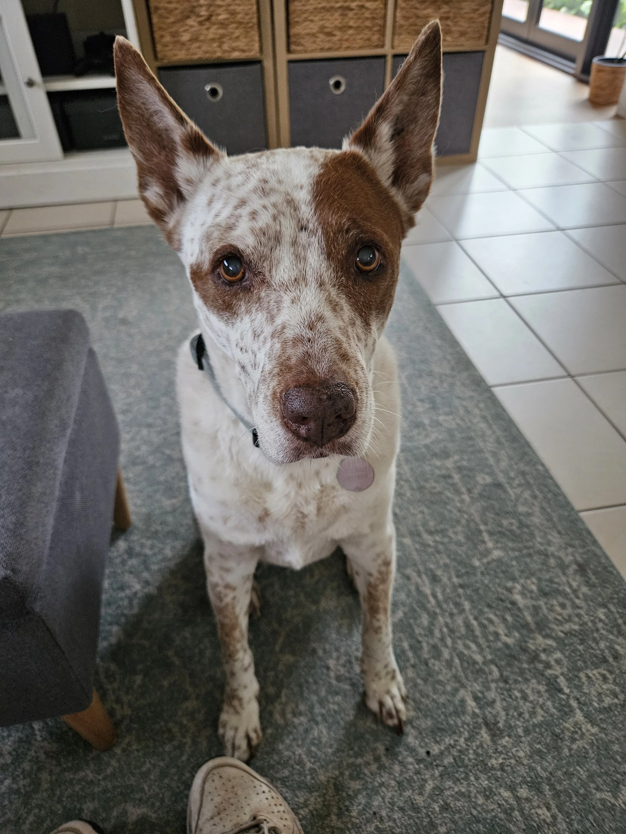 A dog sitting 