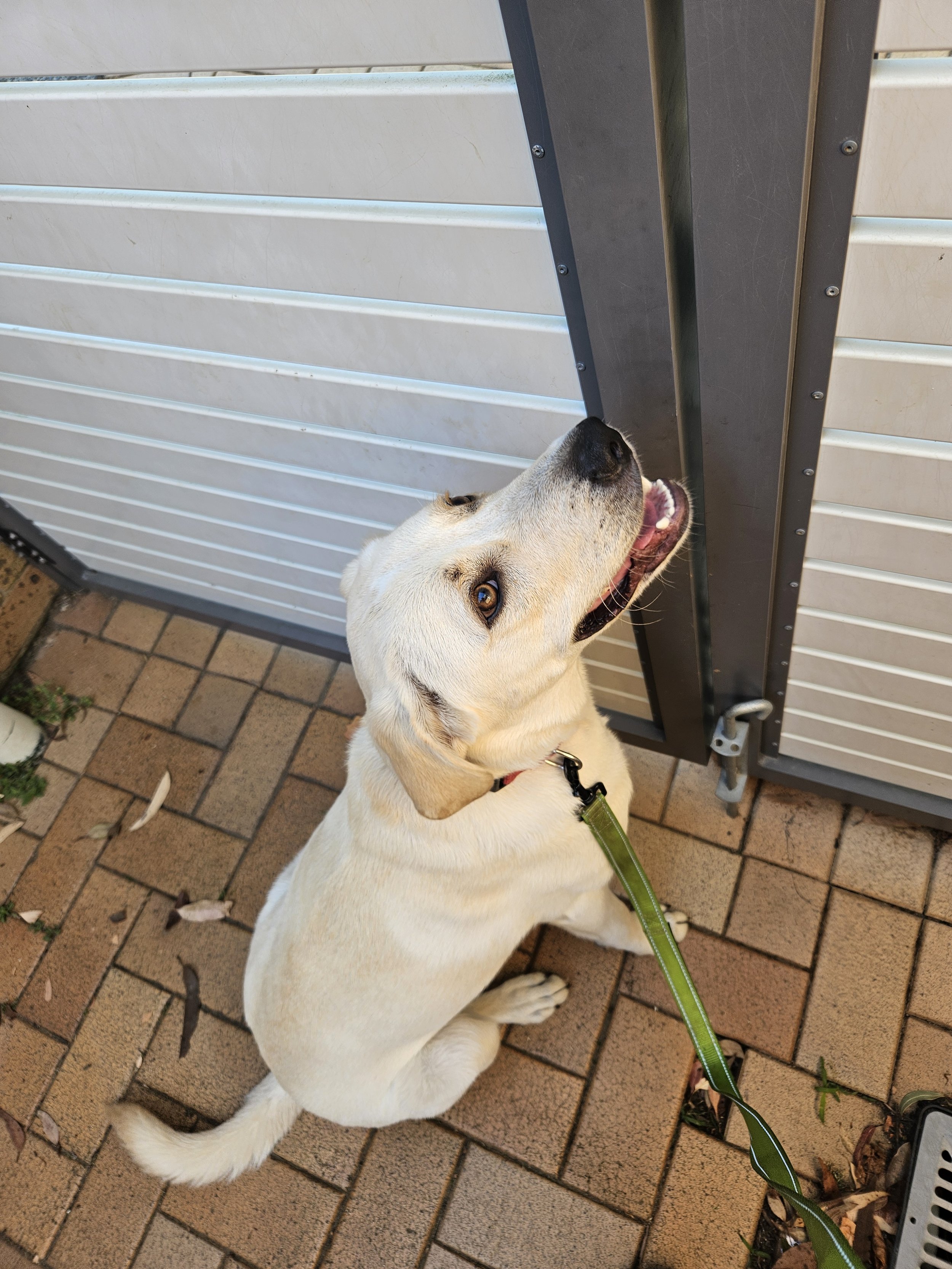 A cute puppy sitting and waiting patiently