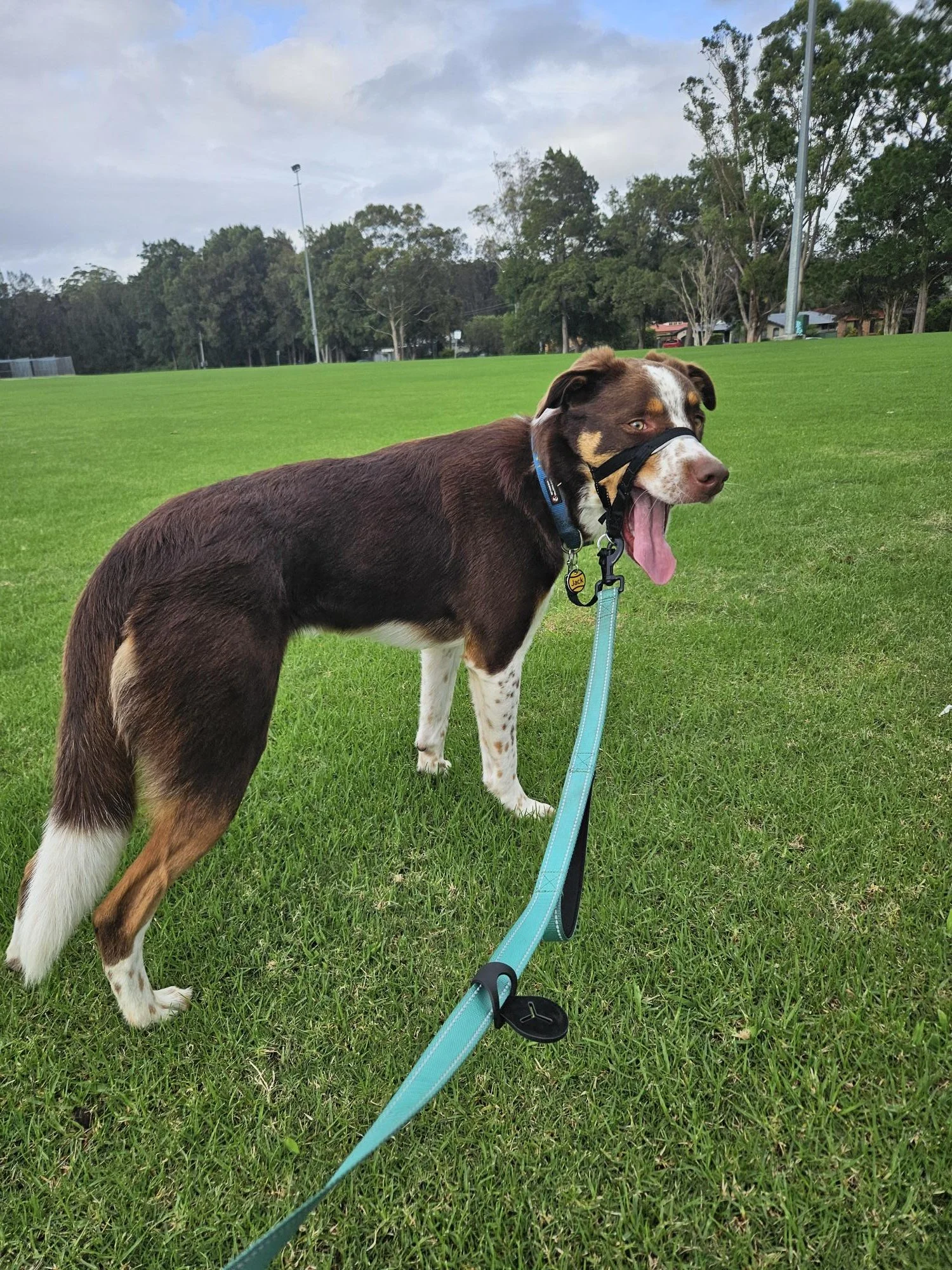 Jack the dog on a walk with Sciona’s Dog Care Services in a grassy field in Kincumber