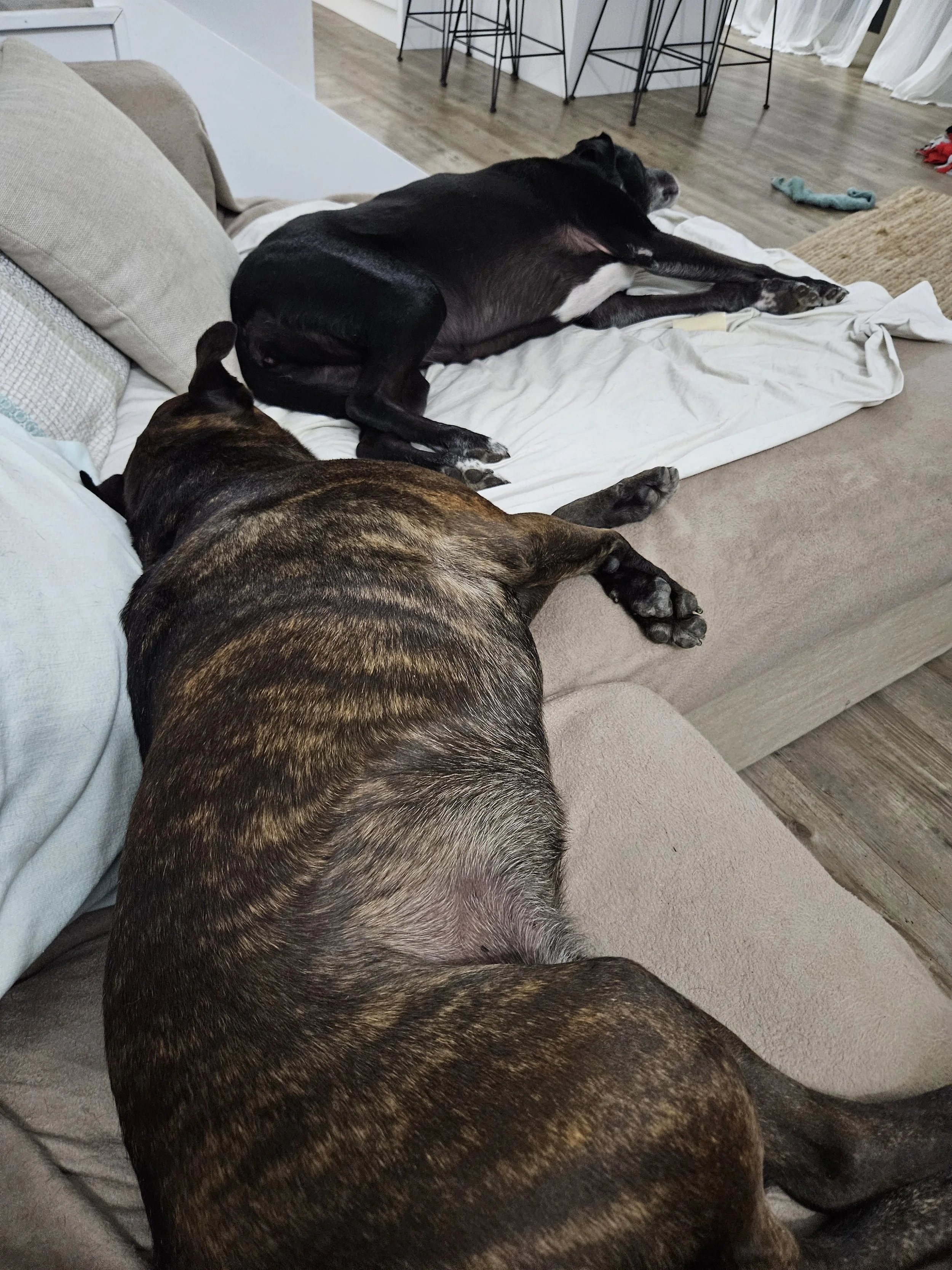2 dogs laying on their side asleep on the lounge