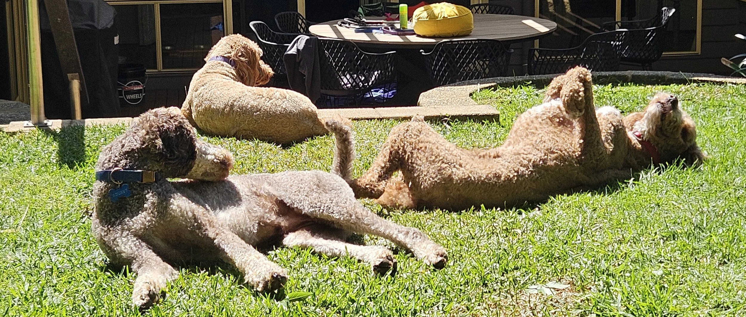3 dogs sunbaking in the sun