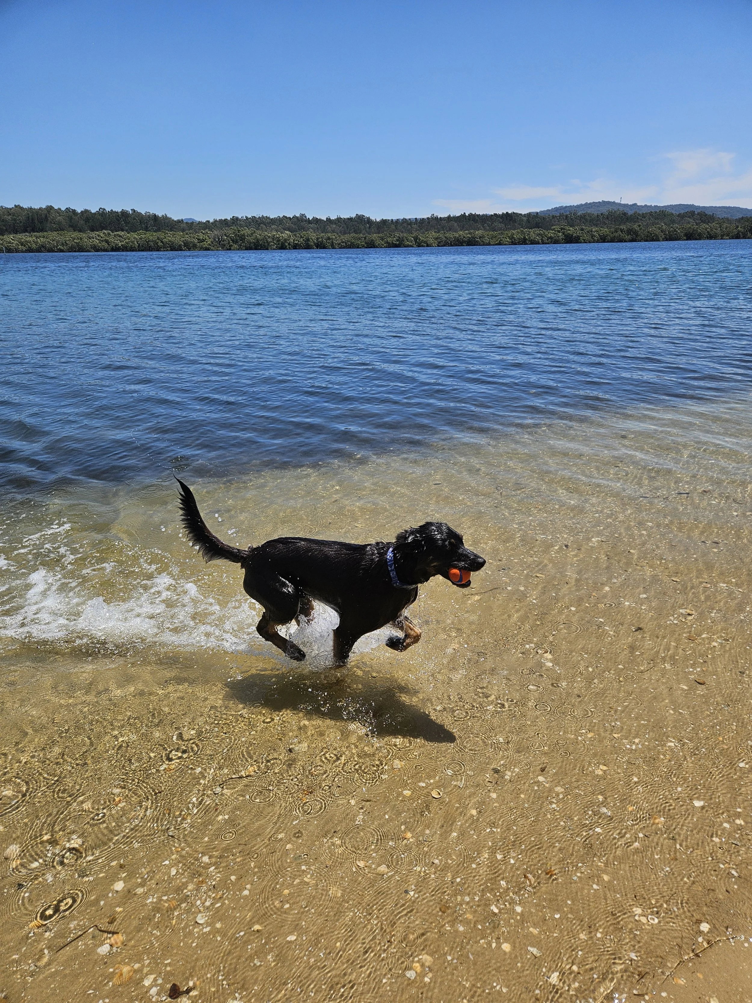 A kelpie jumping out of the water holding a ball in his mouth