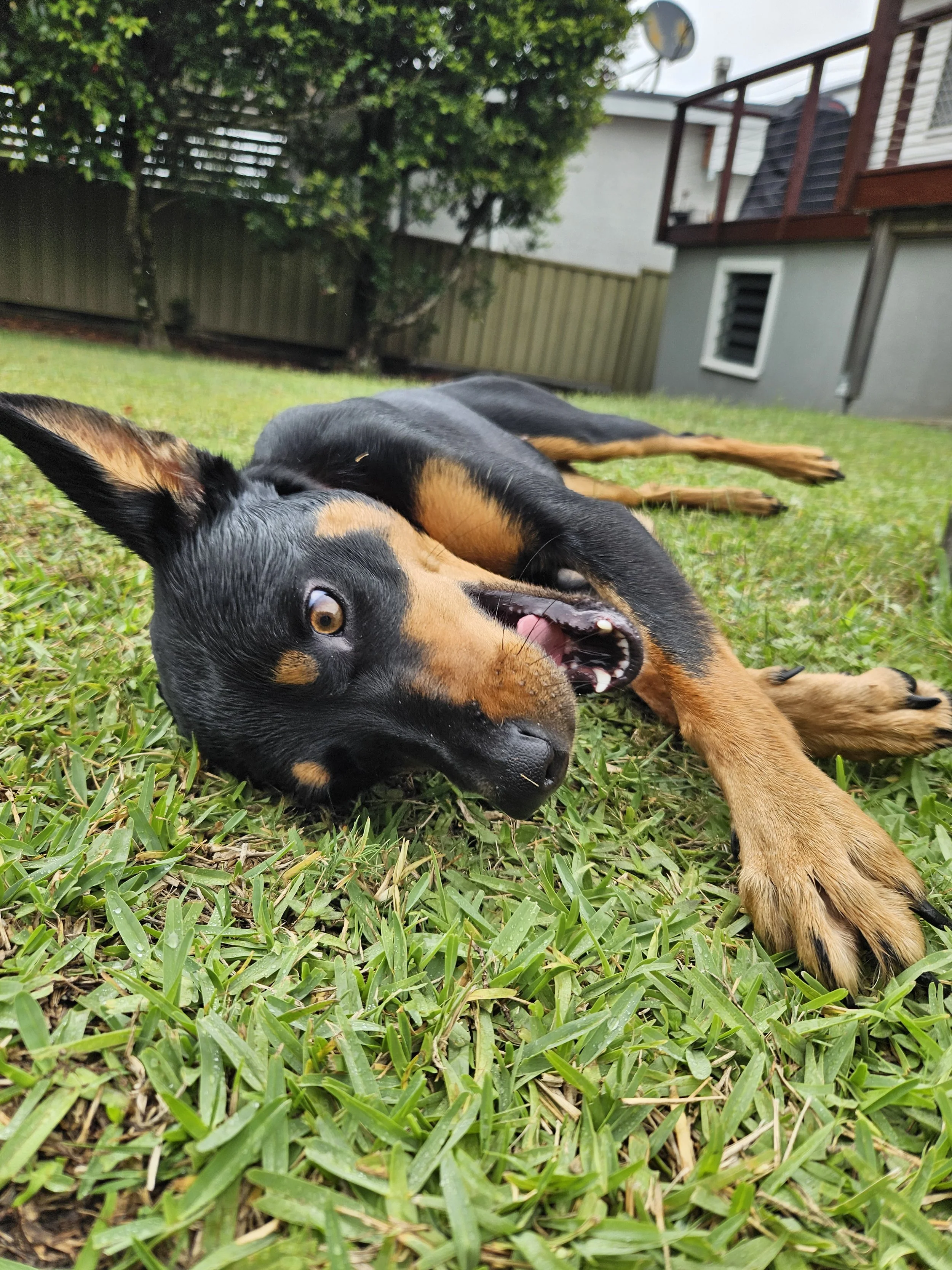 A kelpie pup rolling around on the grass