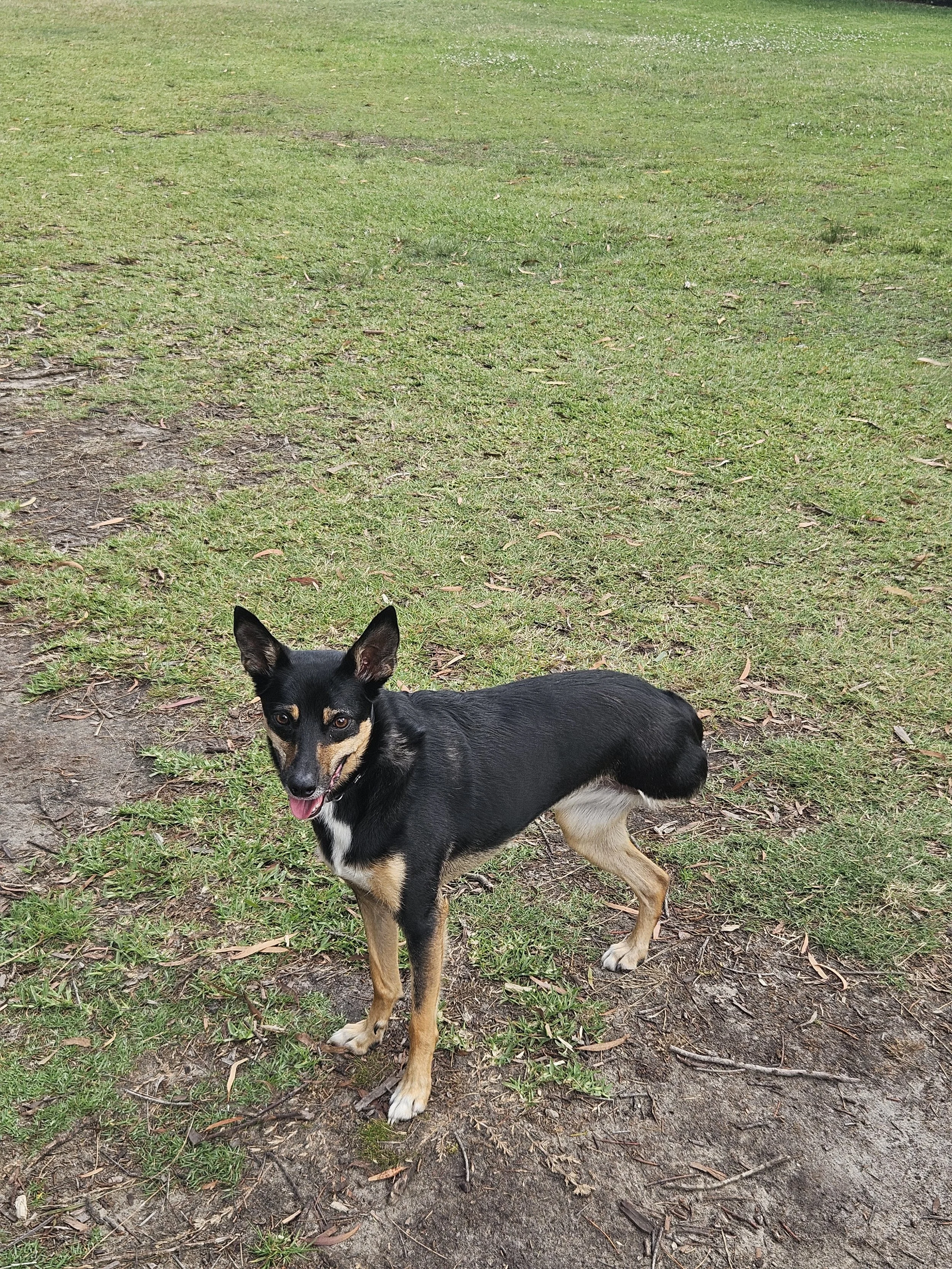 A kelpie with 3 legs standing ready for her walk