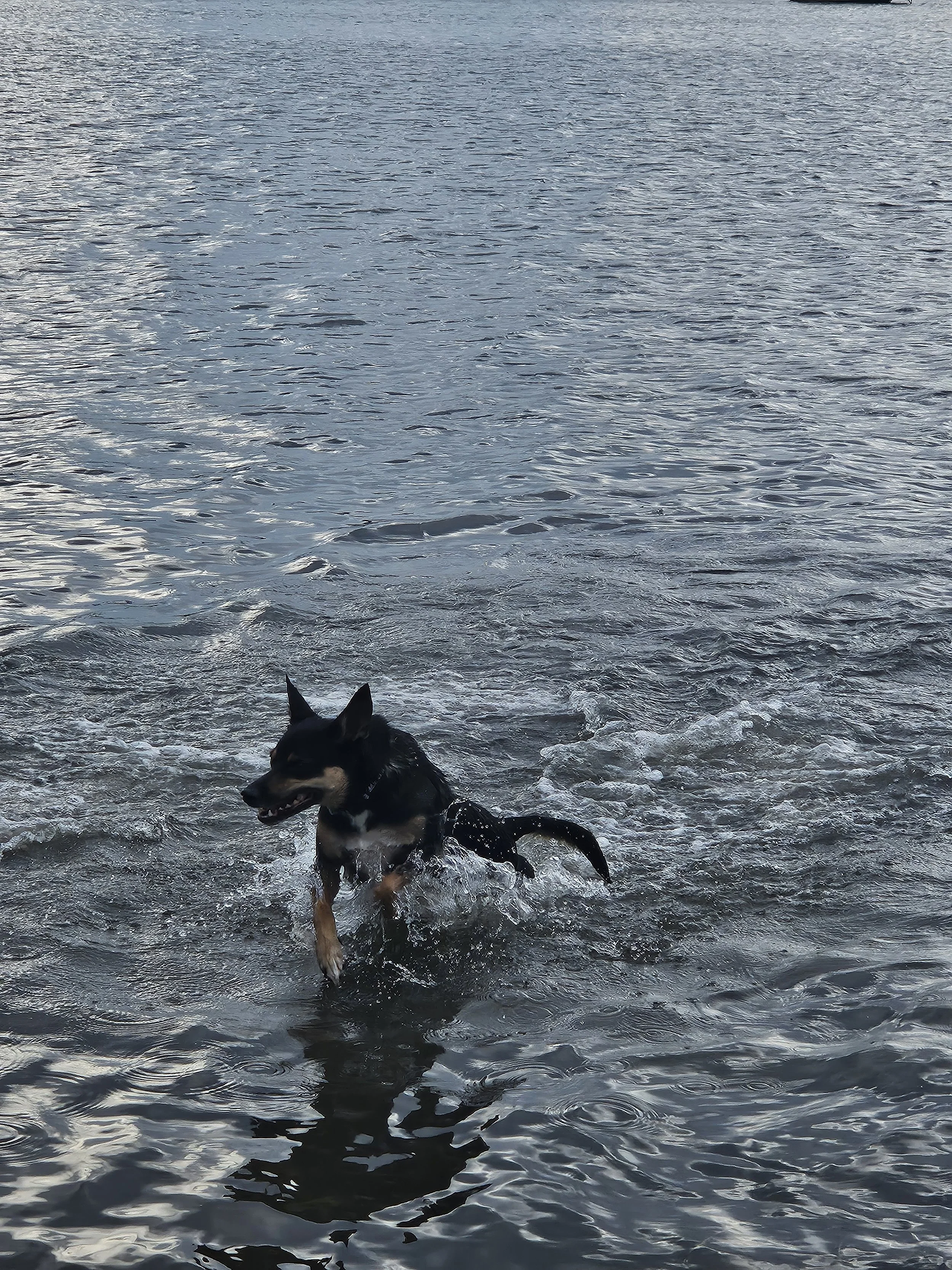 A kelpie splashing in the water at Green Point dog park