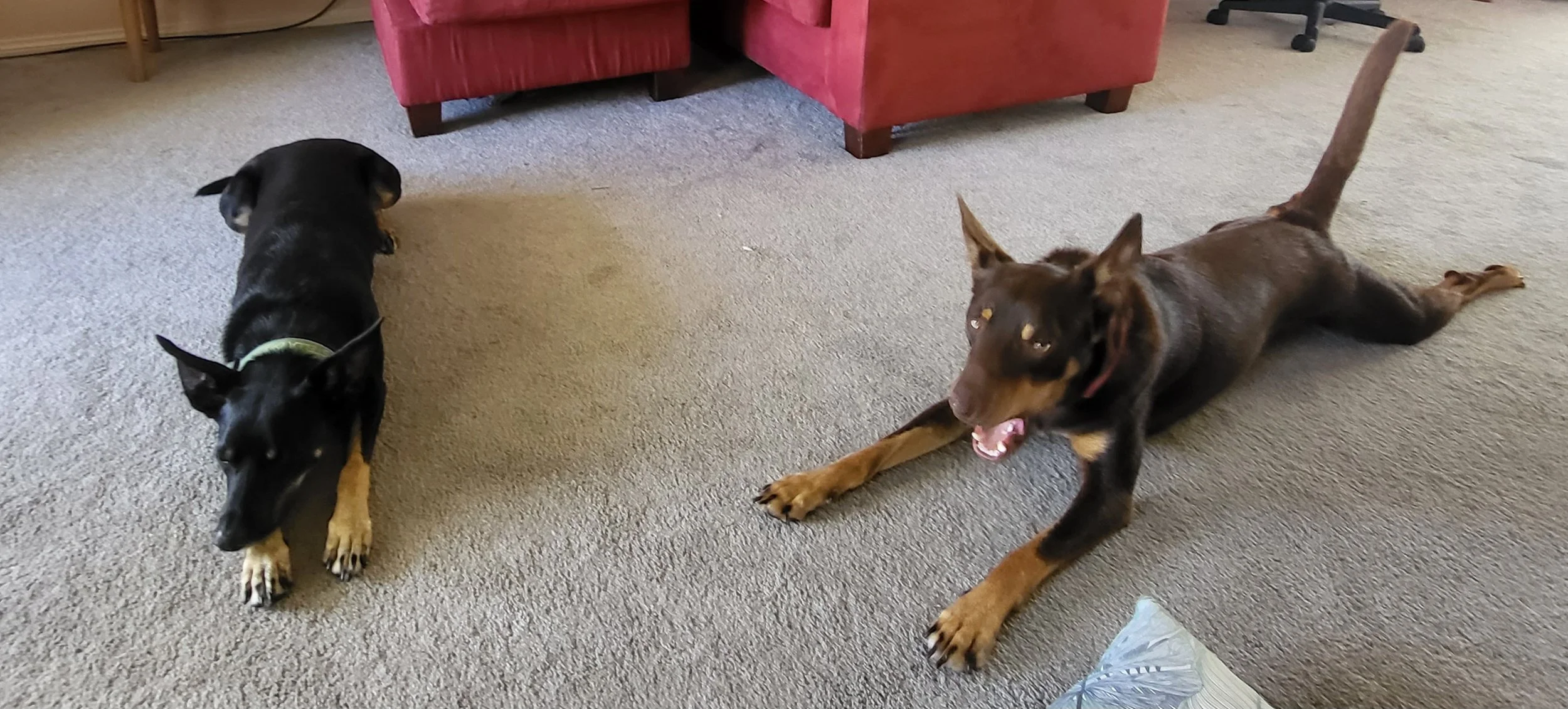 Ted and Stella relaxing at home during an overnight dog care sitting with Sciona’s Dog Care Services in Kincumber