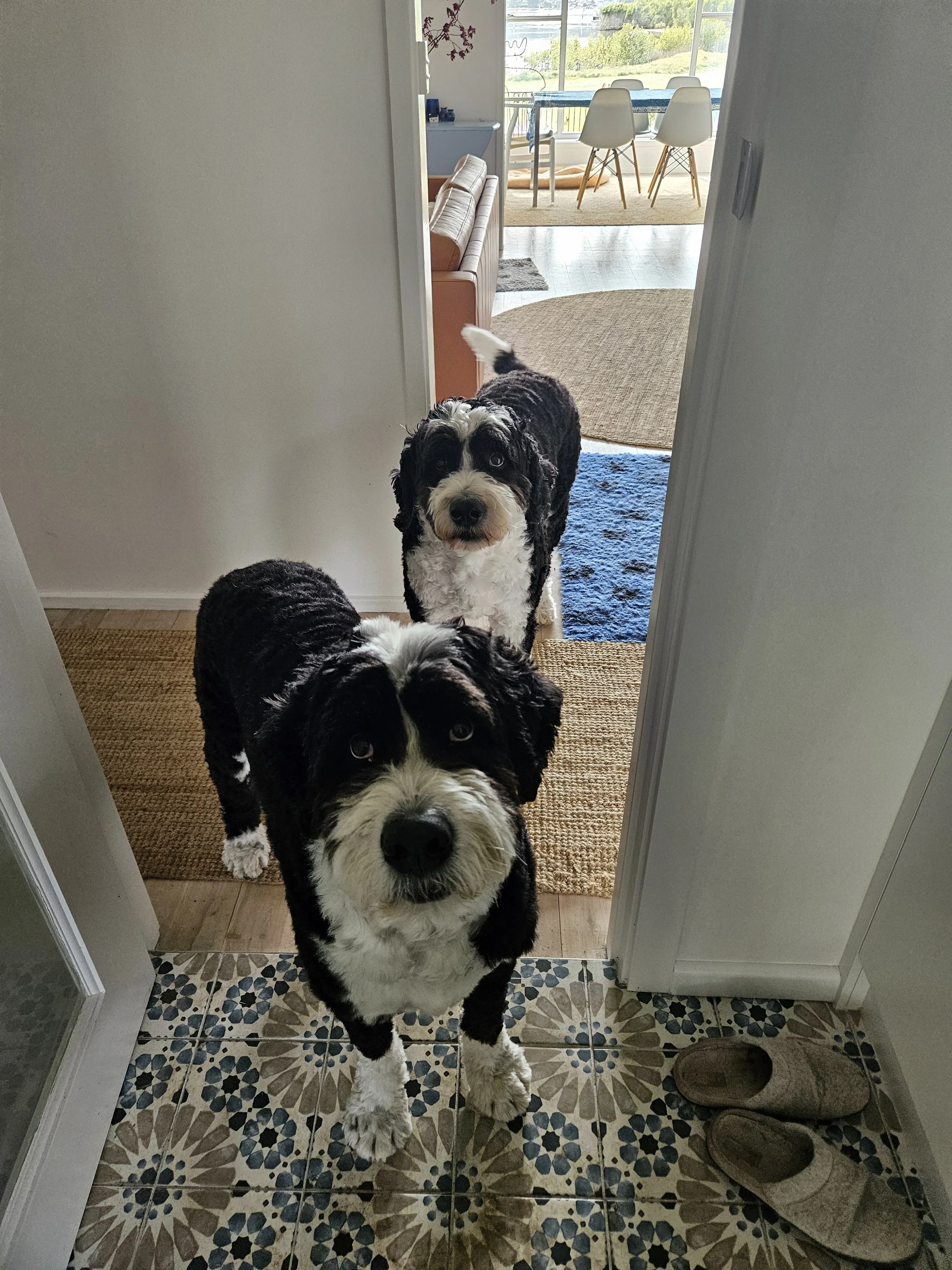 2 dogs posing for the photo
