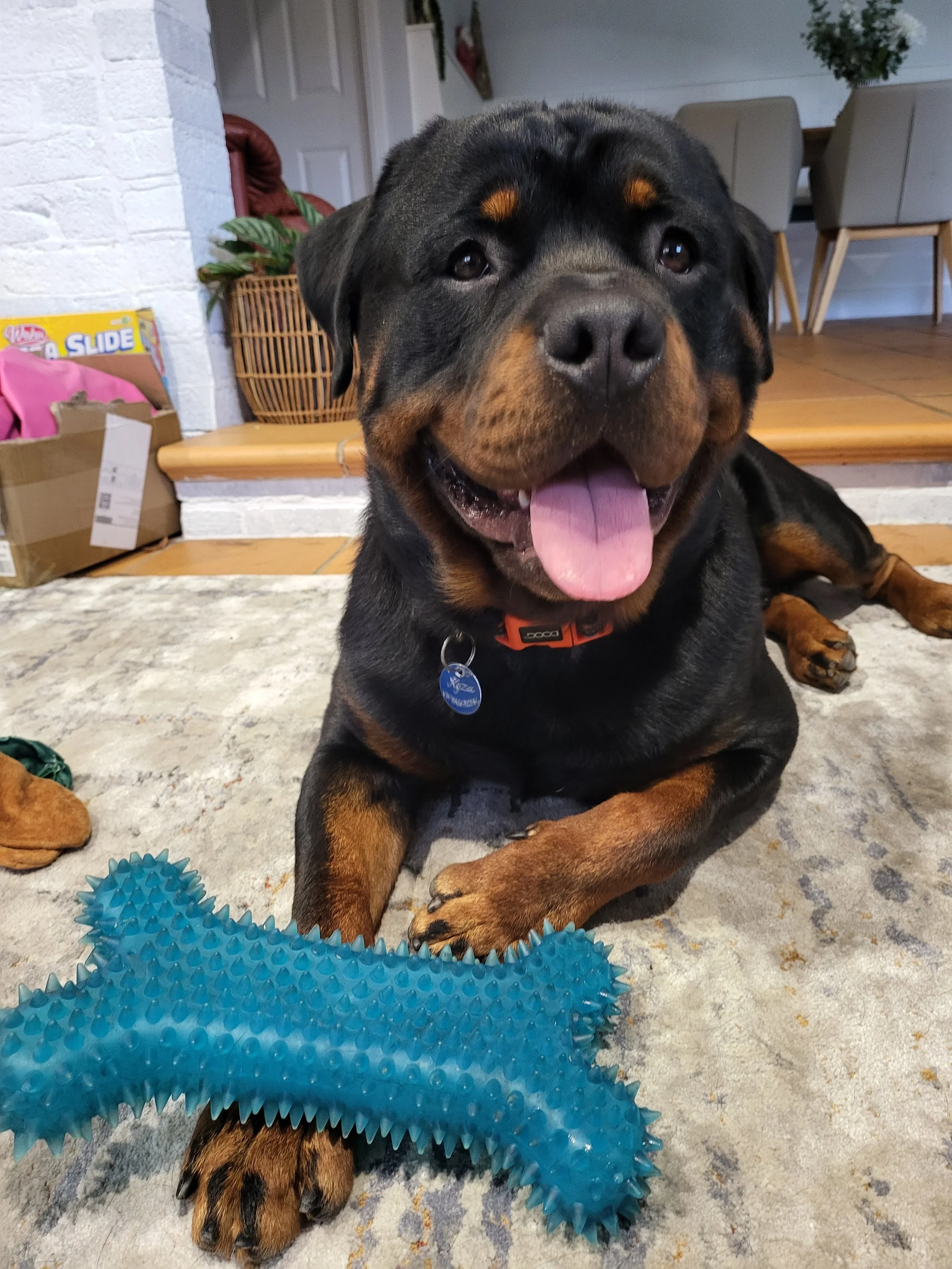 A dog laying on the carpet with their toy 