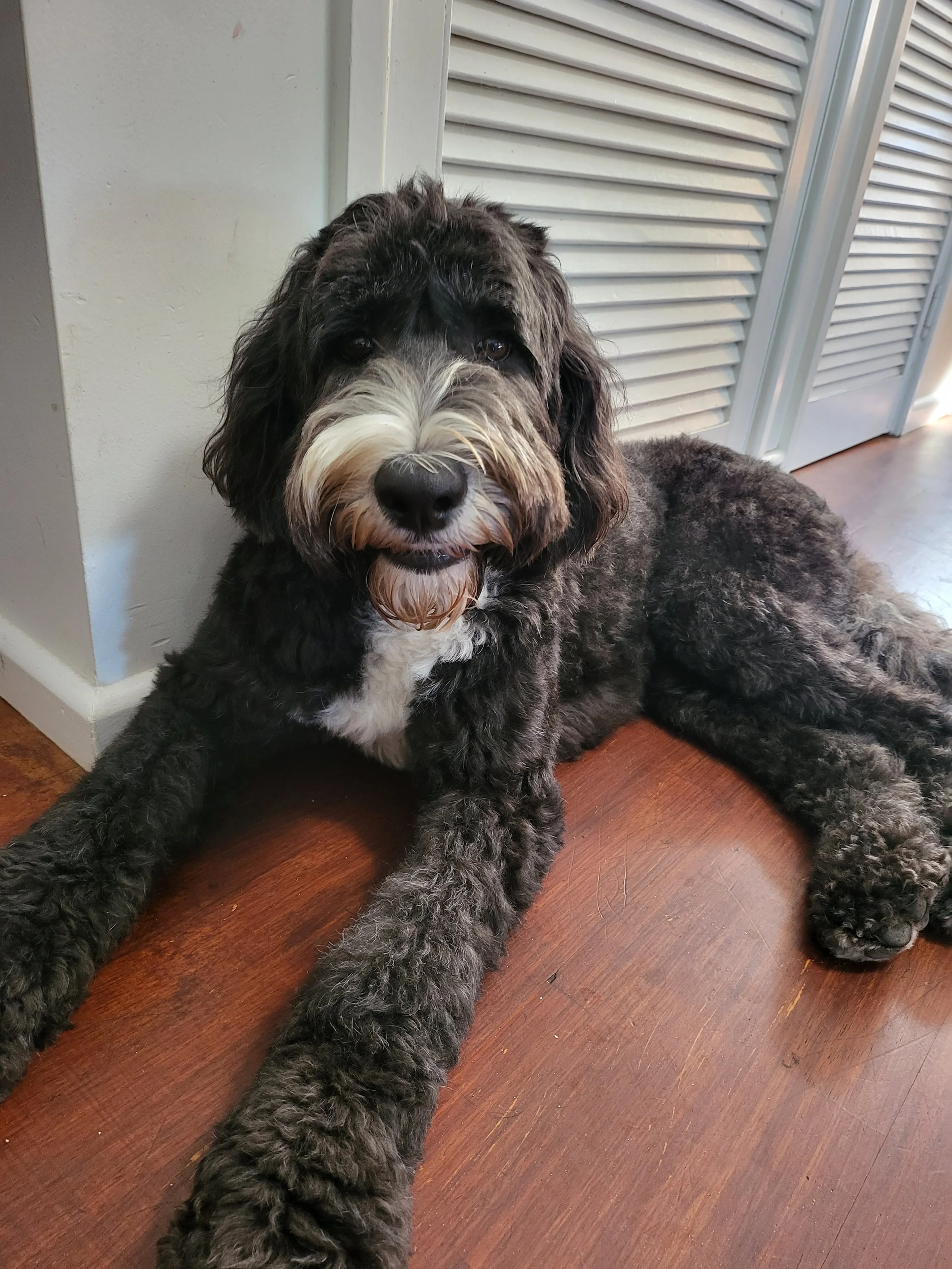 Happy dog relaxing during an overnight dog sitting with Sciona’s Dog Care Services in St Huberts Island