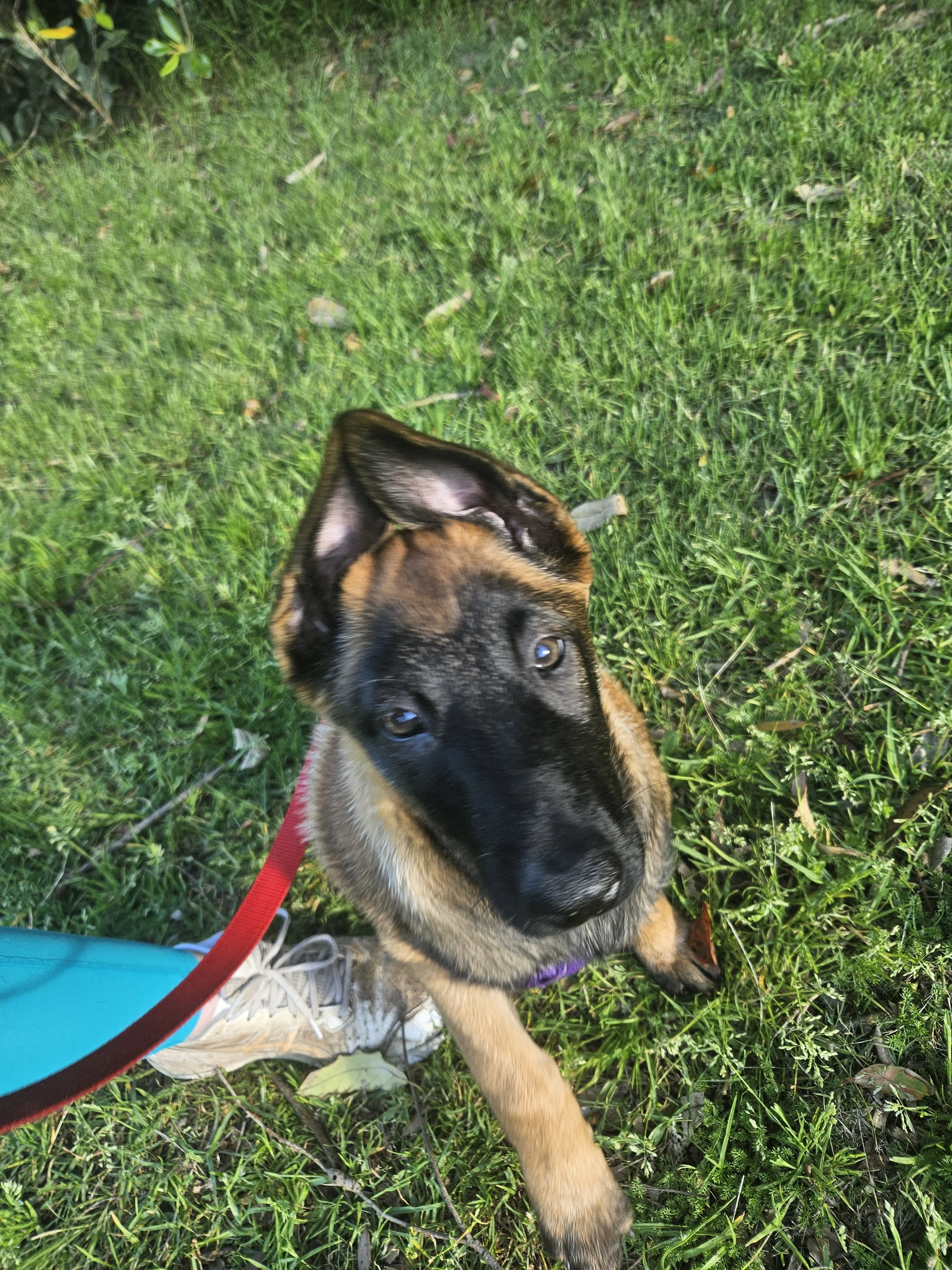 A puppy enjoying a walk in Springfield with SCIONA'S DOG CARE SERVICES 