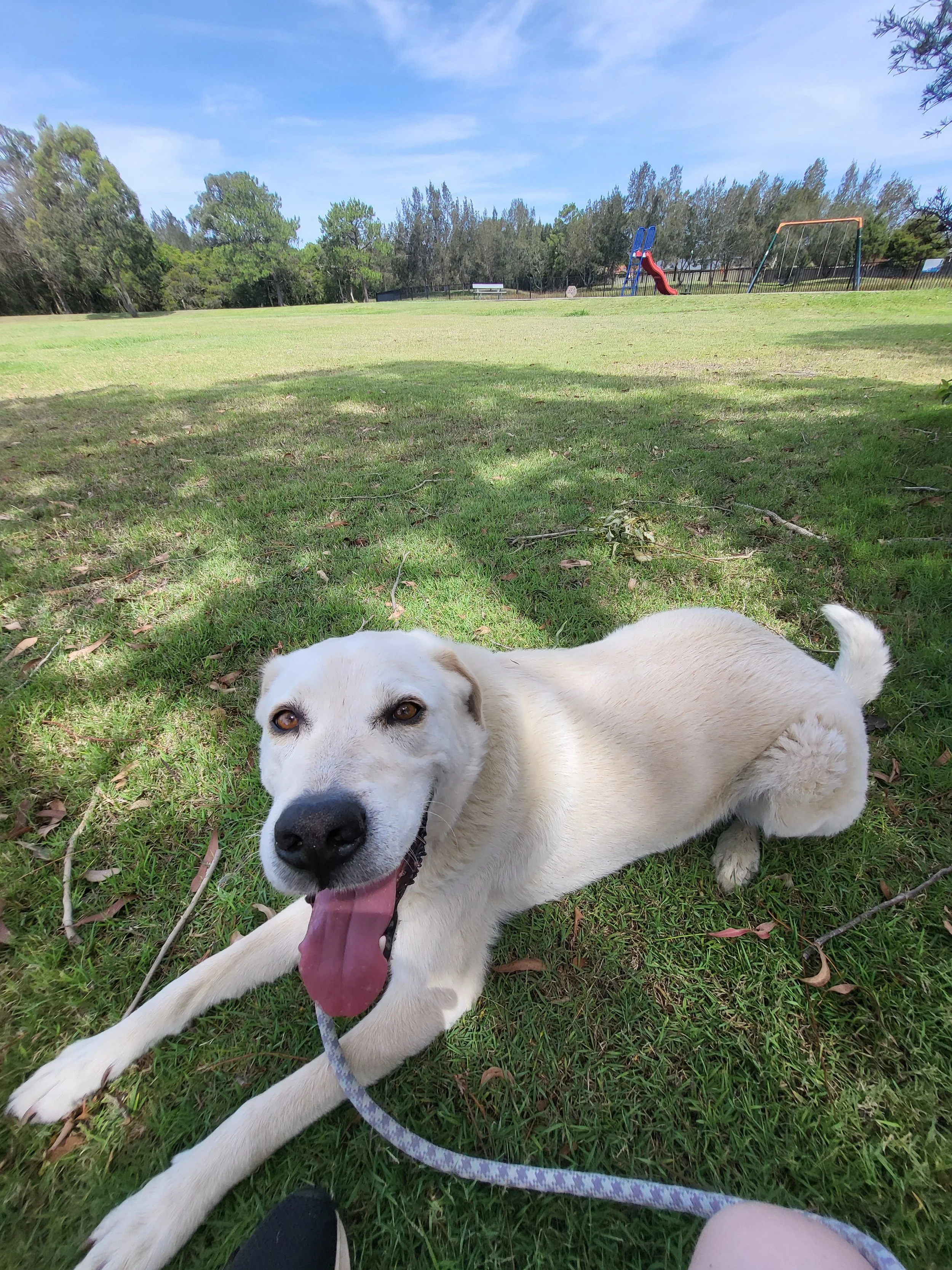 Happy dog resting on grass during a walk with Sciona’s Dog Care Services at a local park