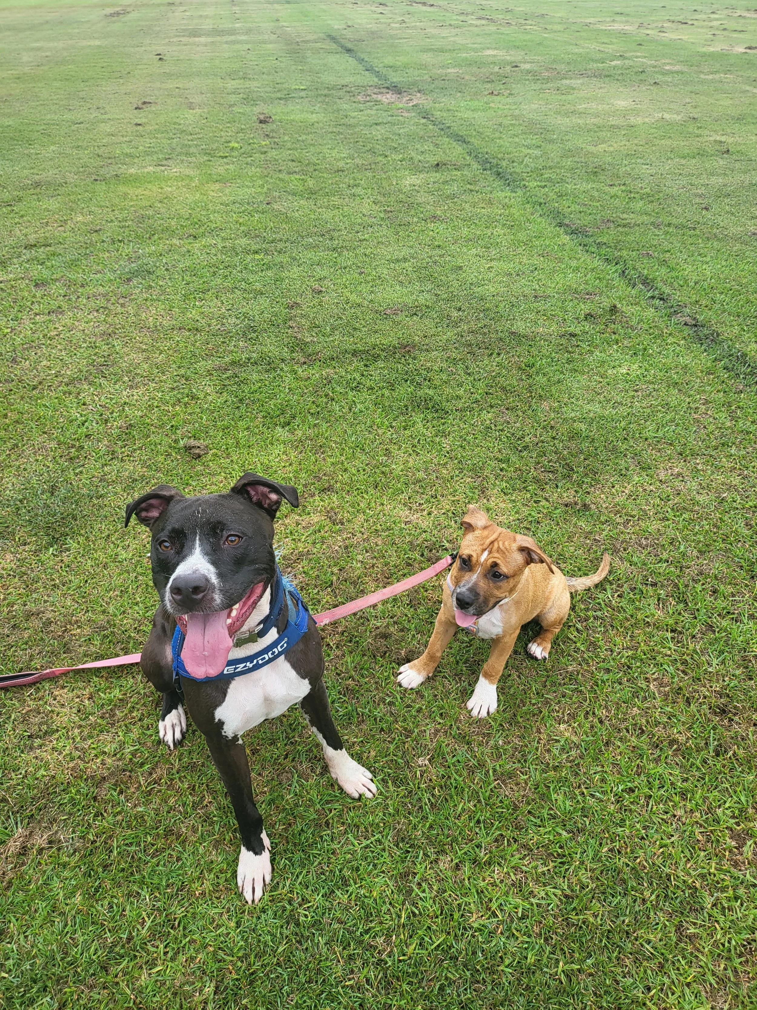 2 dogs sitting on the grass
