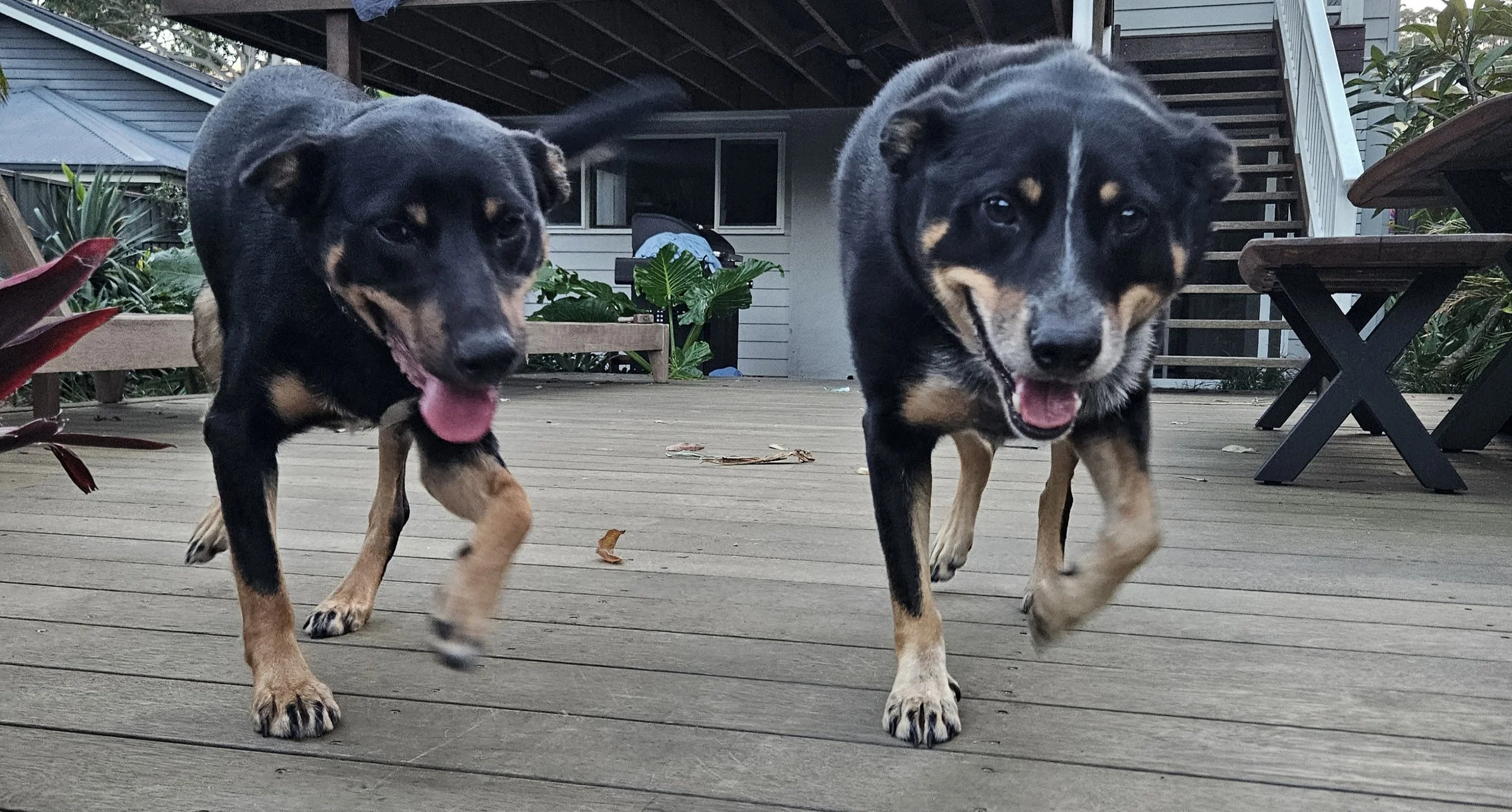 2 kelpie dogs running towards the camera at Avoca Beach on a house visit with SCIONA'S DOG CARE SERVICES 