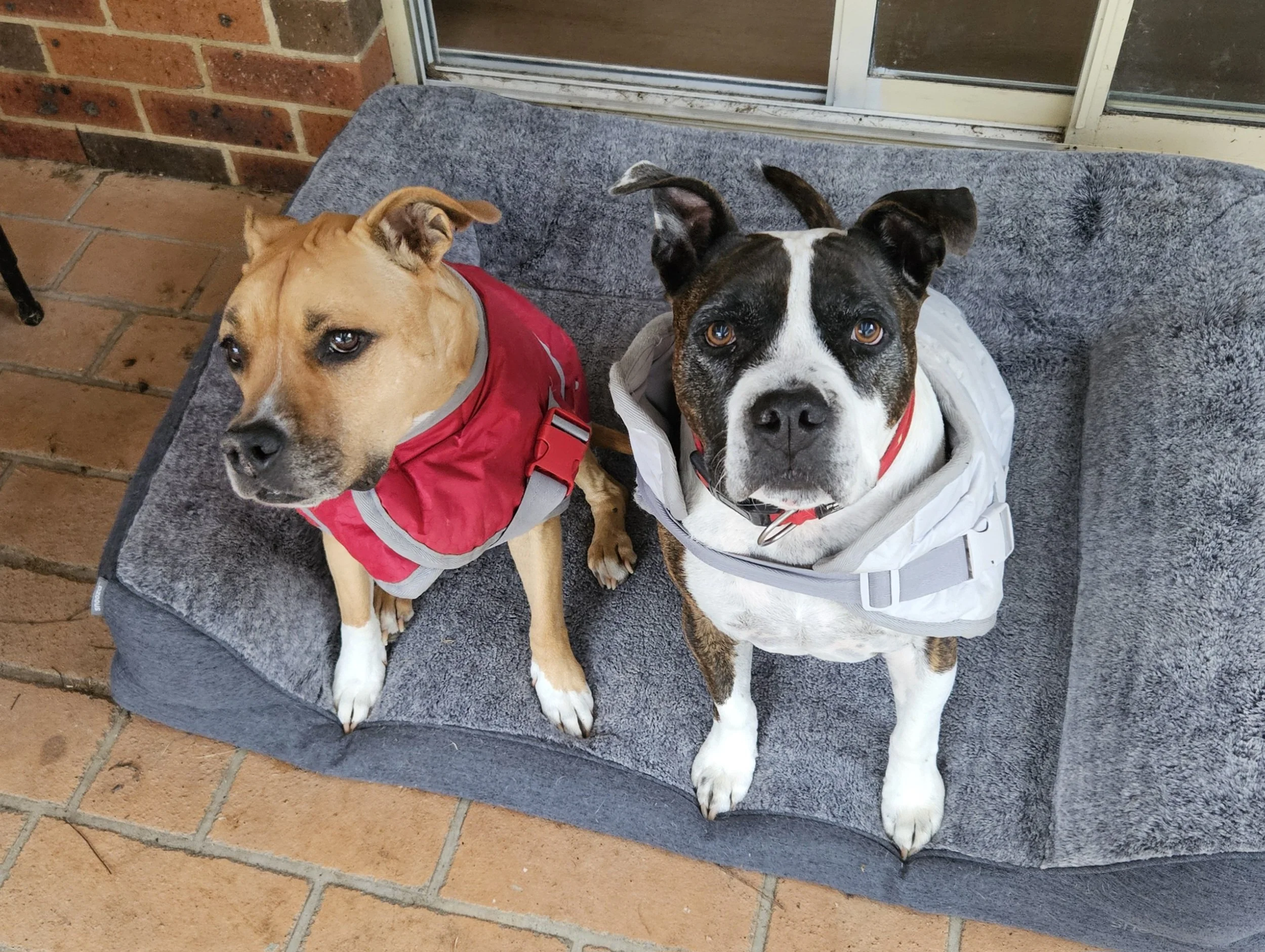 2 staffie in their rain coats