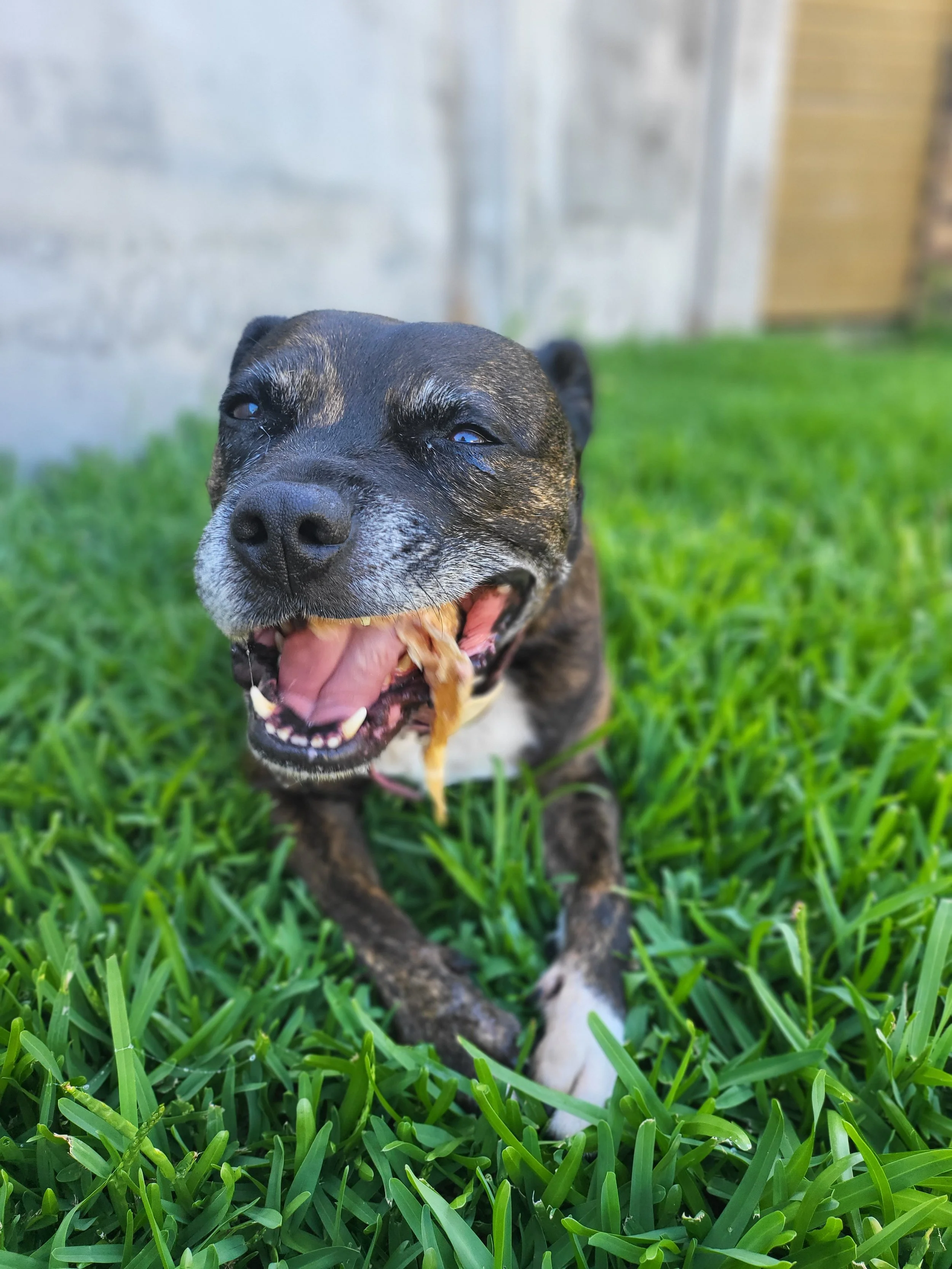 A dog laying on the grass while eating a treat