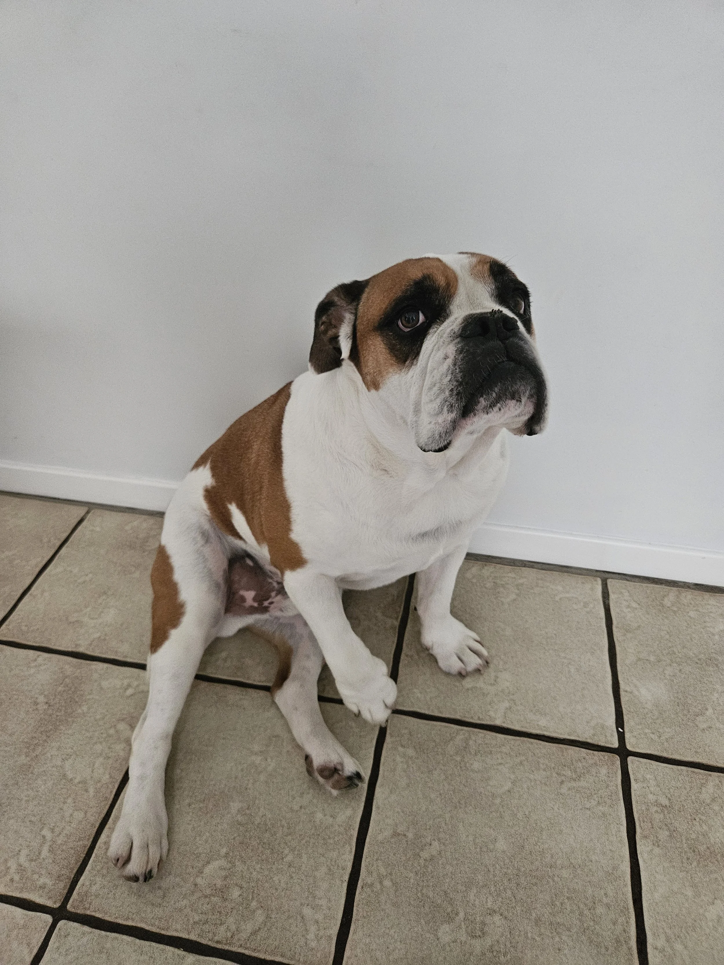 Hulky the Boxer sitting indoors during an overnight care stay with Sciona’s Dog Care Services in Kincumber