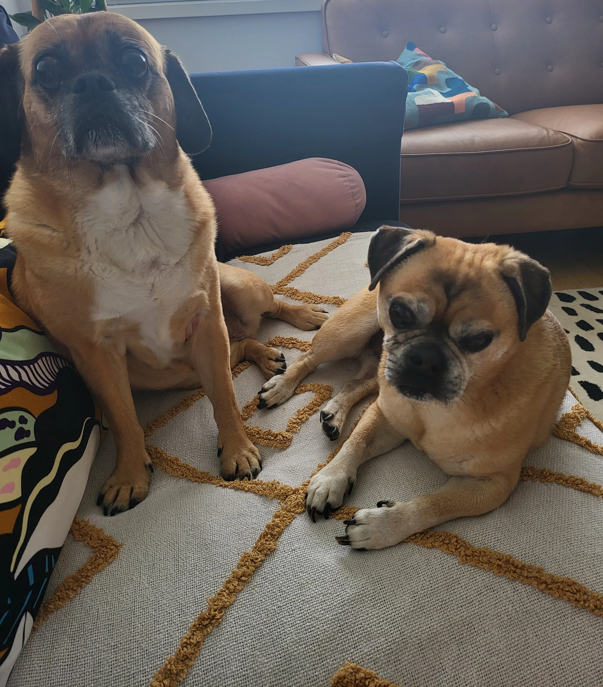 Pugsley and Lola the pugs relaxing at home during trusted overnight dog sitting by Sciona’s Dog Care Services in Copacabana 