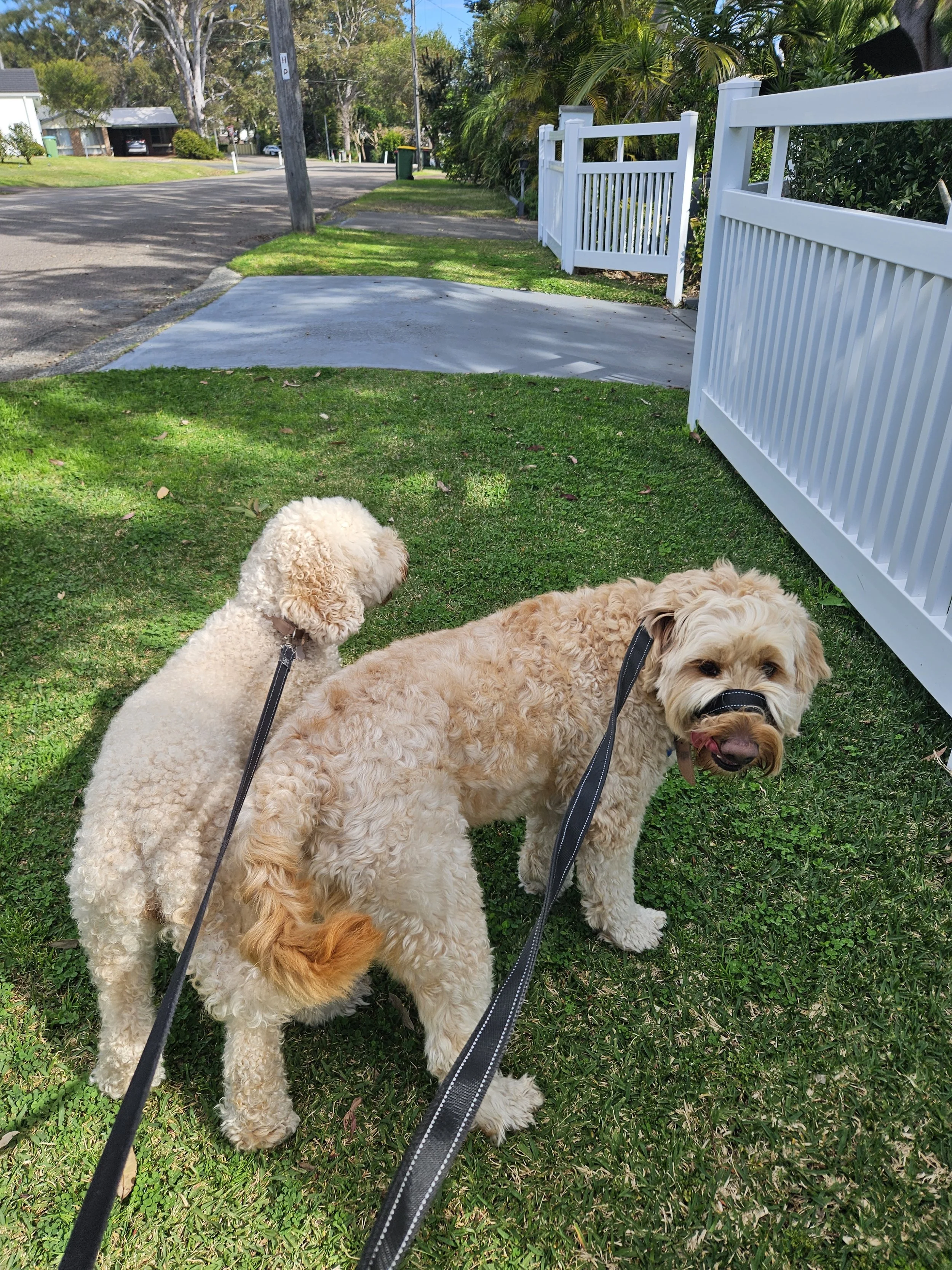 2 dogs on a walk 1 dog looking at the camera 