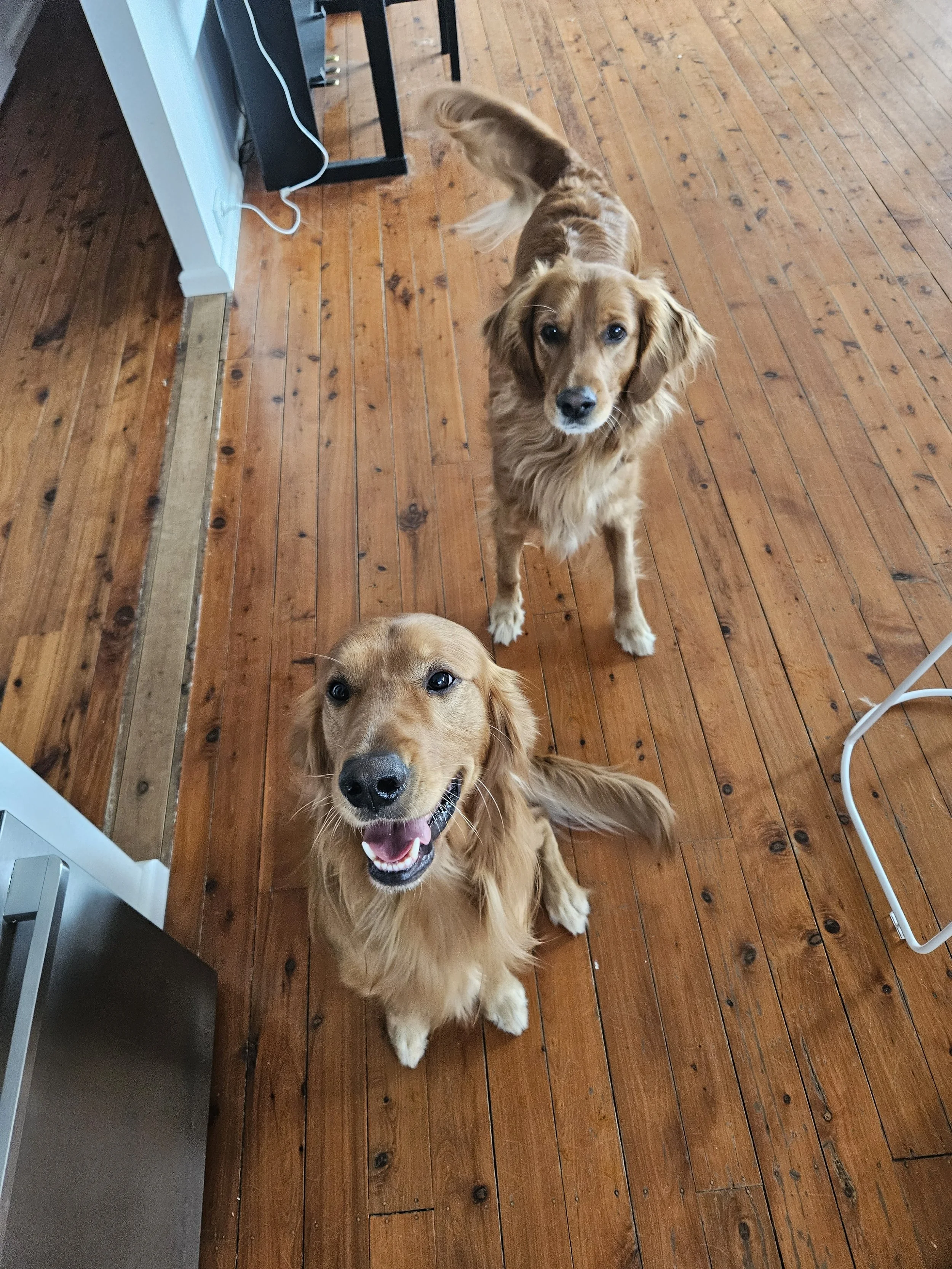 1 dog sitting on the ground and the other dog standing