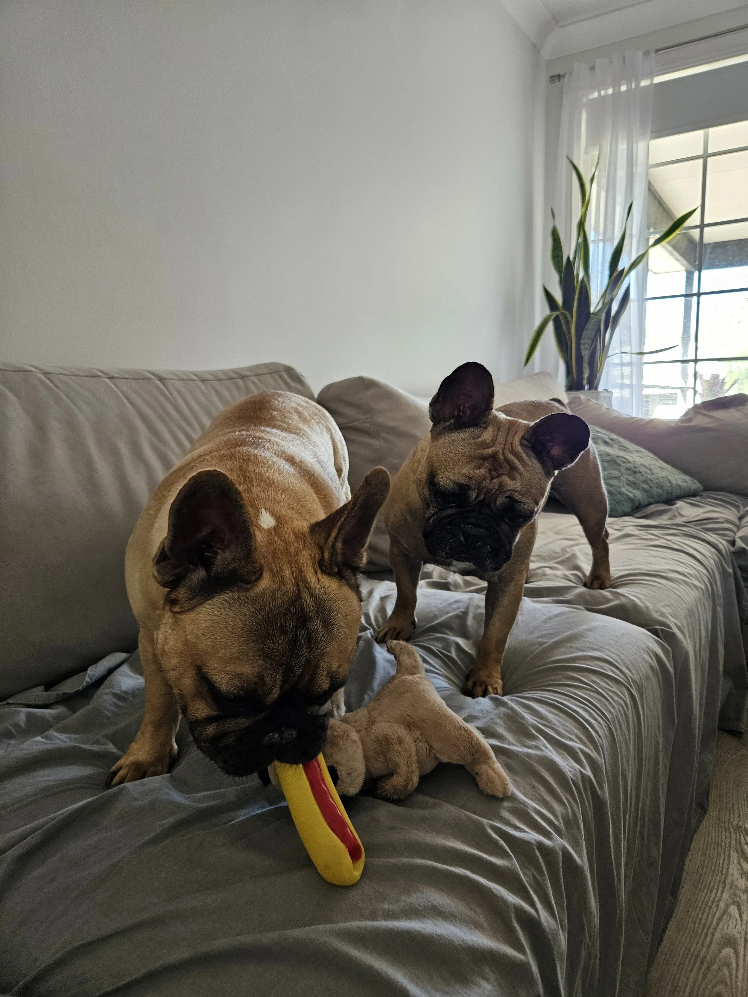Lulu and Duke, two French Bulldogs relaxing on the couch during a house visit with Sciona’s Dog Care Services in Davistown