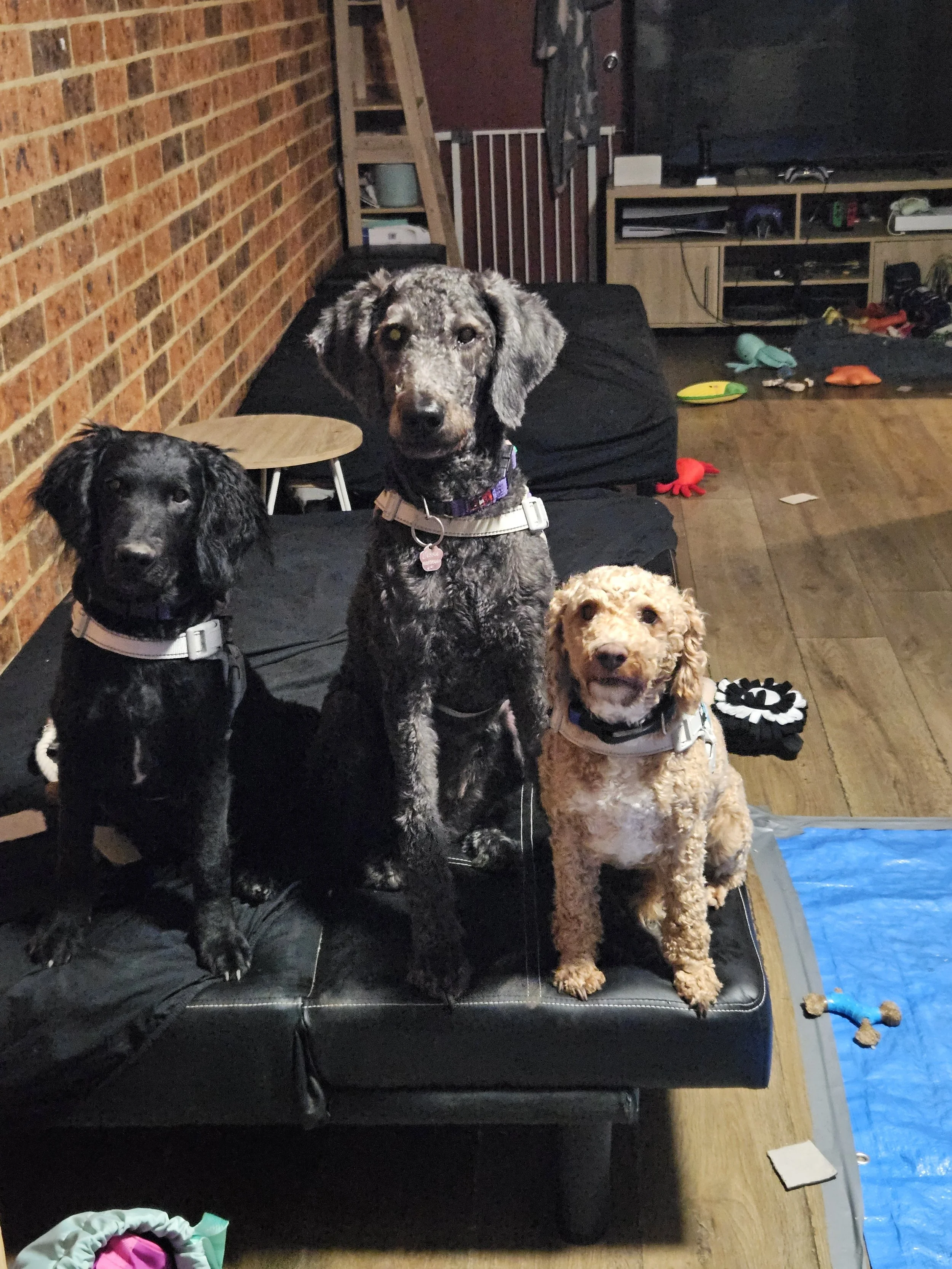 Three dogs sitting on a black sofa in a living room with a brick wall and various toys scattered on the floor for a house visit in Terrigal Central Coast NSW