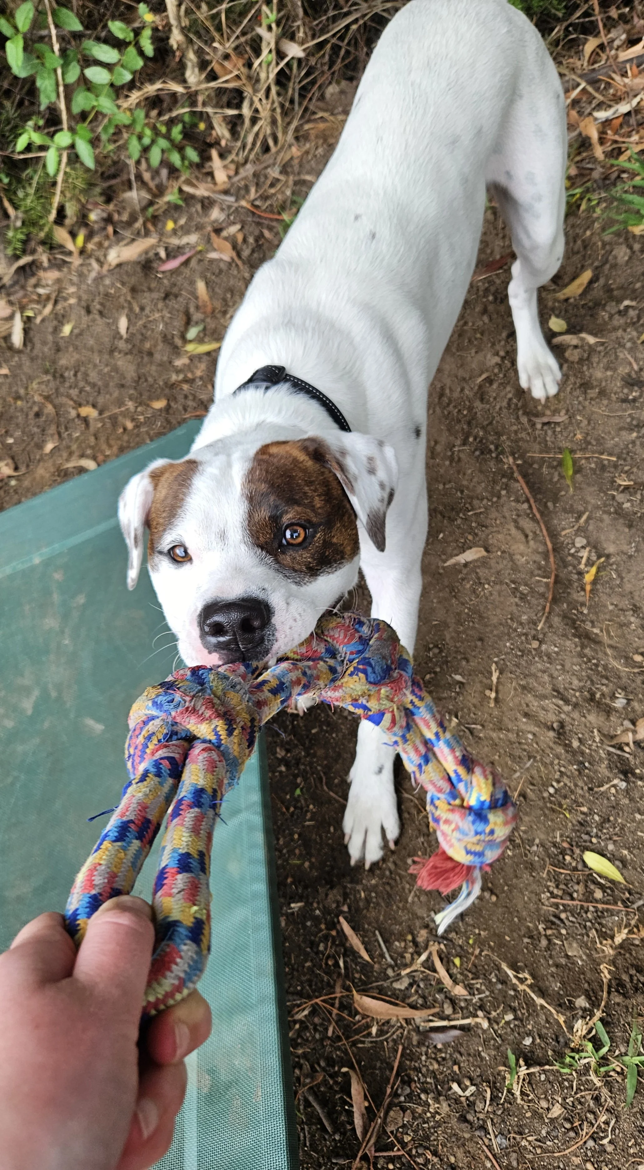 A dog playing tug of war 