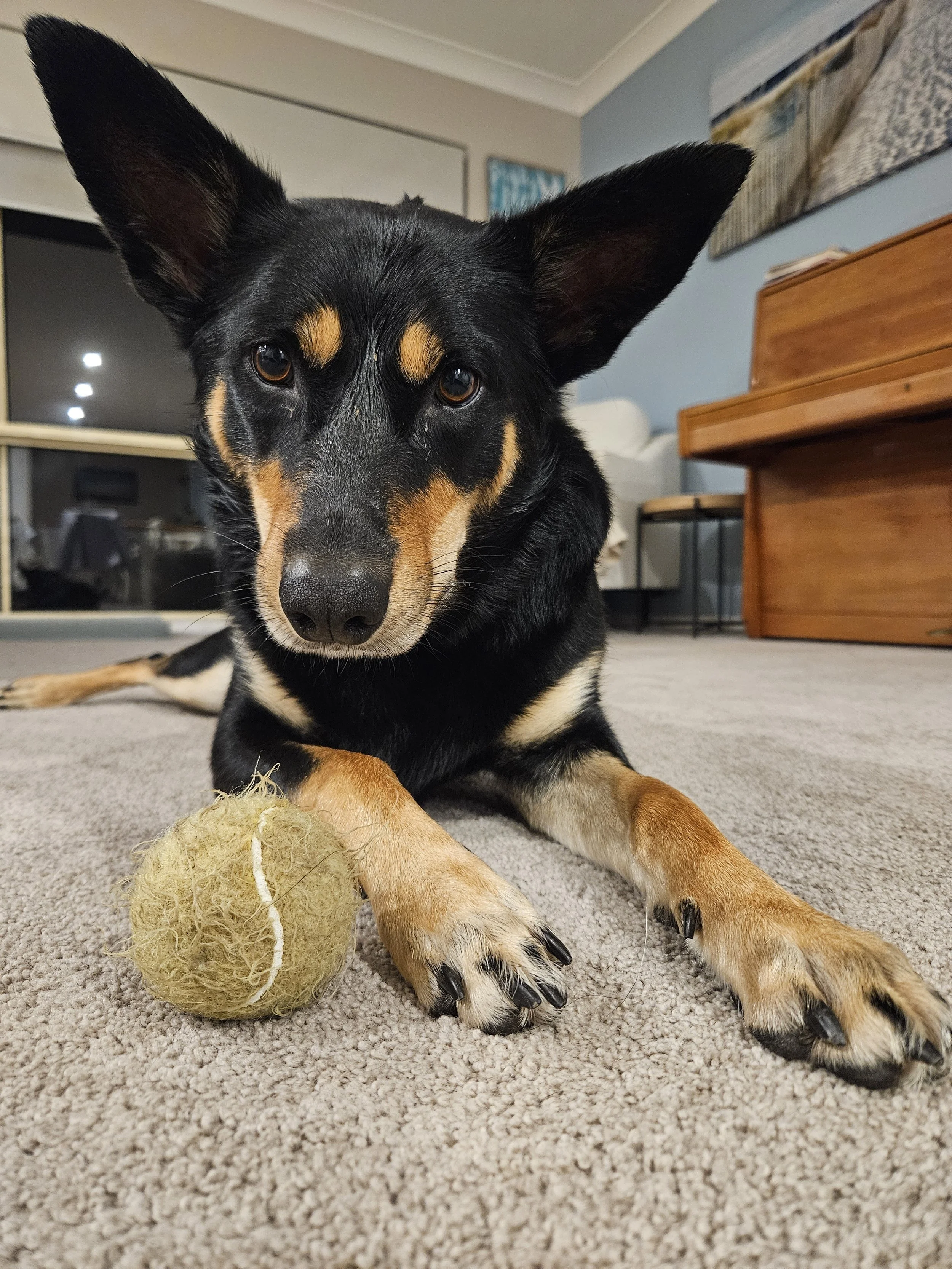 Kelpie looking at the ball