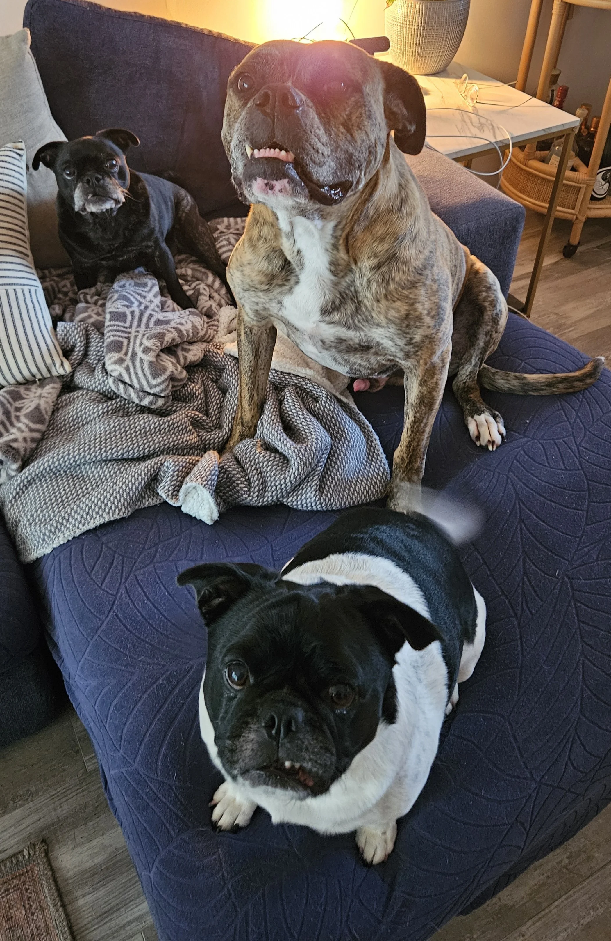 3 dogs sitting on the lounge