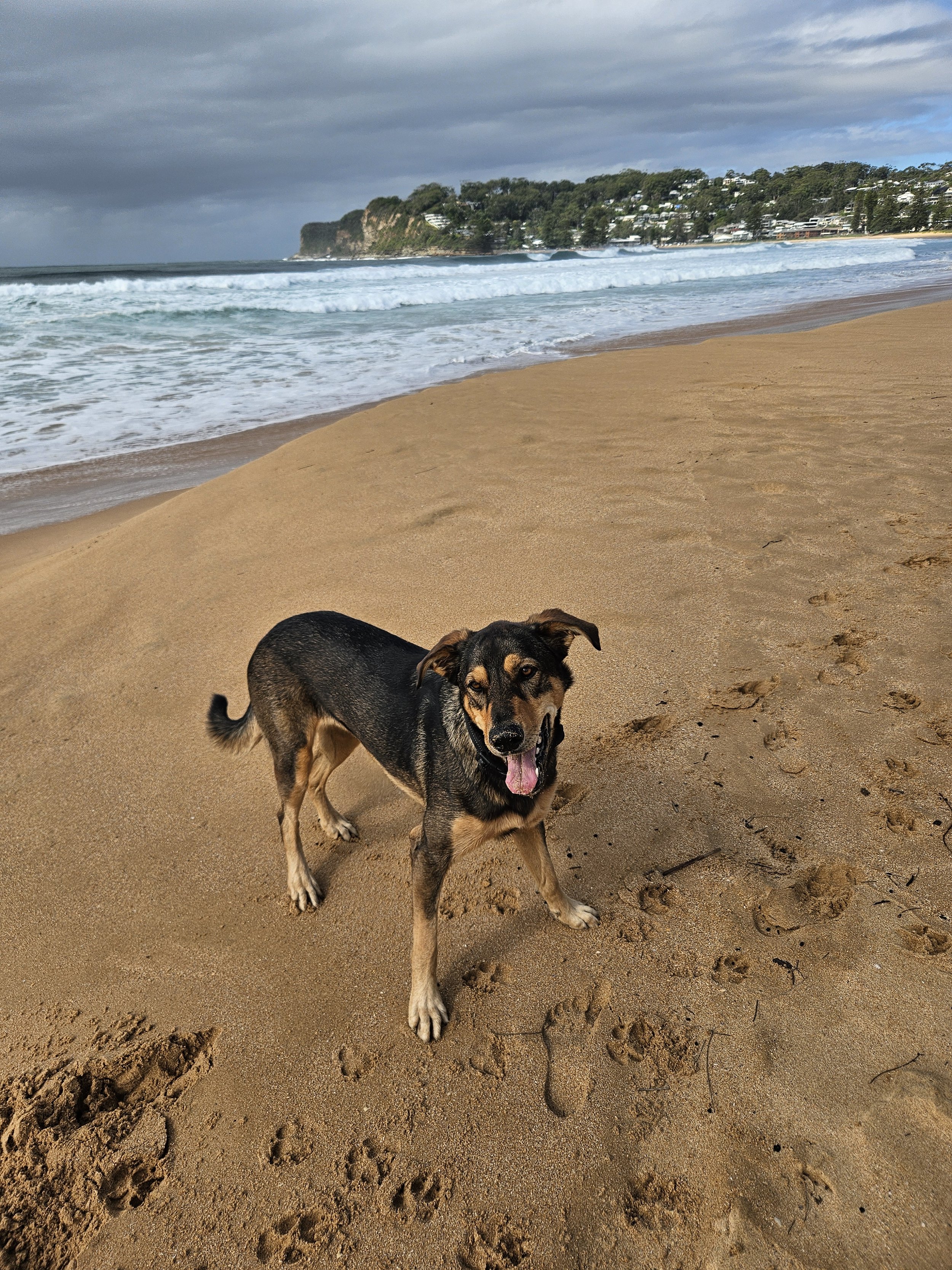 A dog standing on the sand