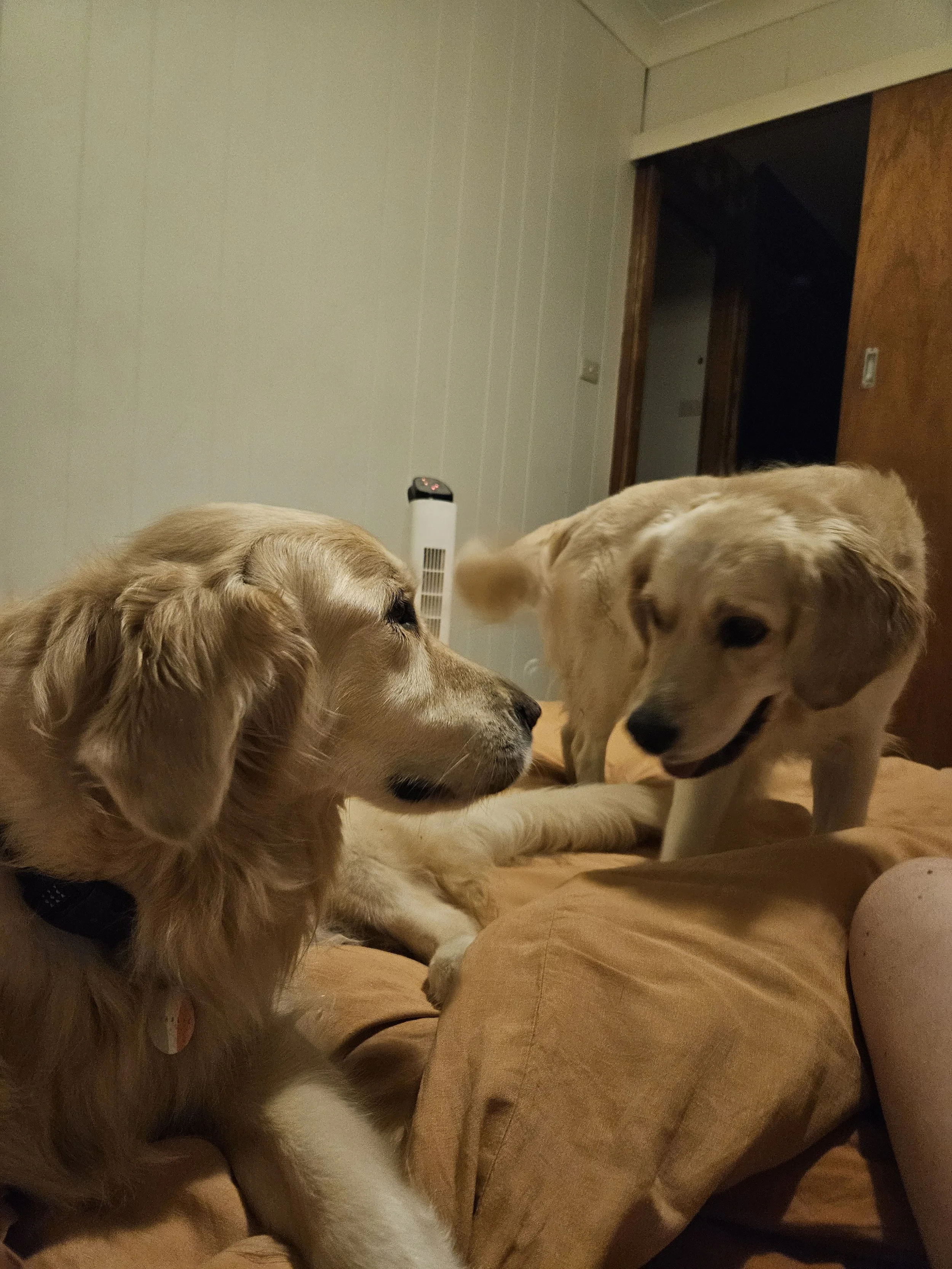 2 dogs looking at each other ready to play 