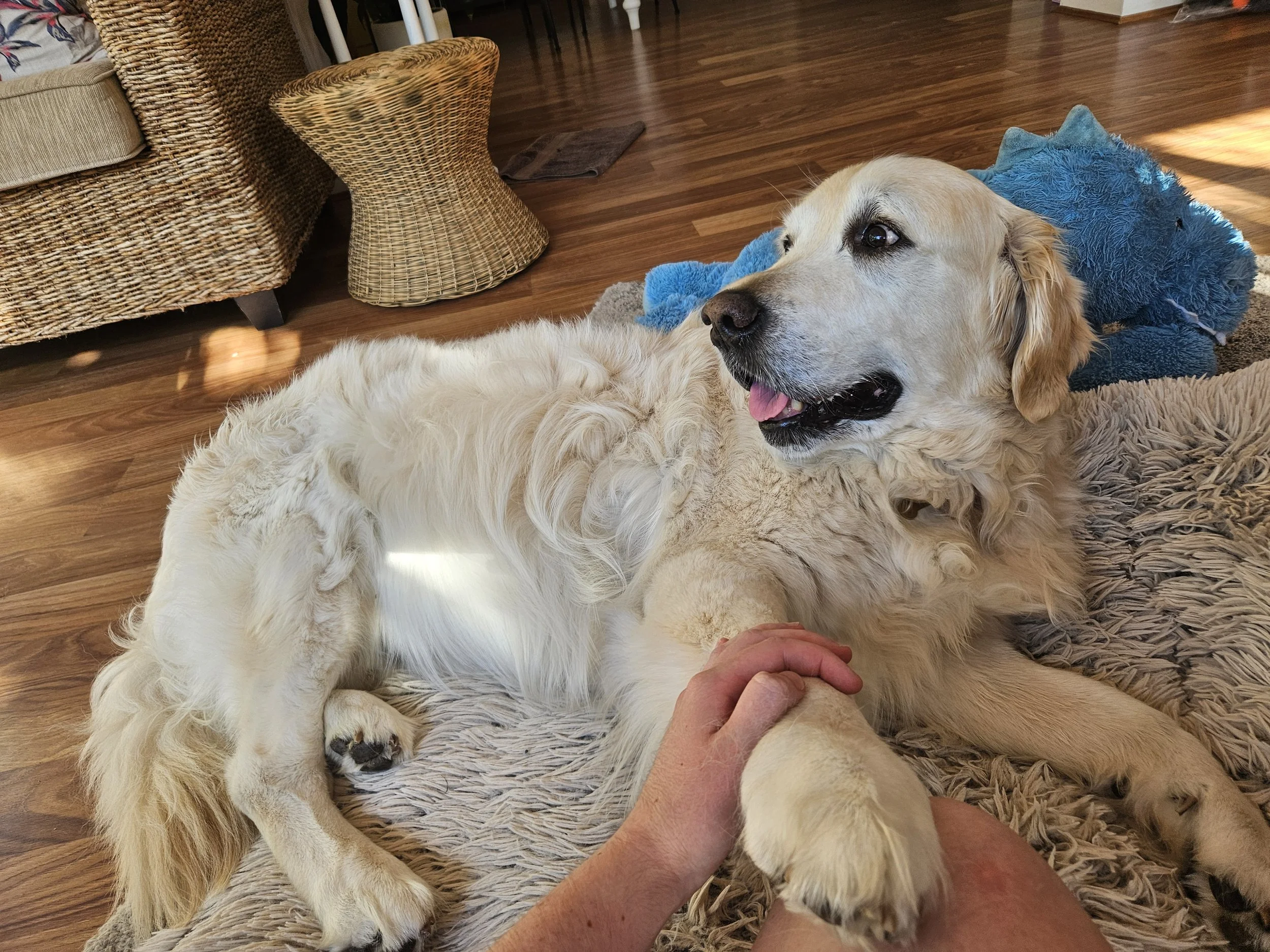Golden retriever lying on the floor, resting on a shaggy rug, with a person's hand gently holding its front paw. A blue stuffed toy is visible in the background.