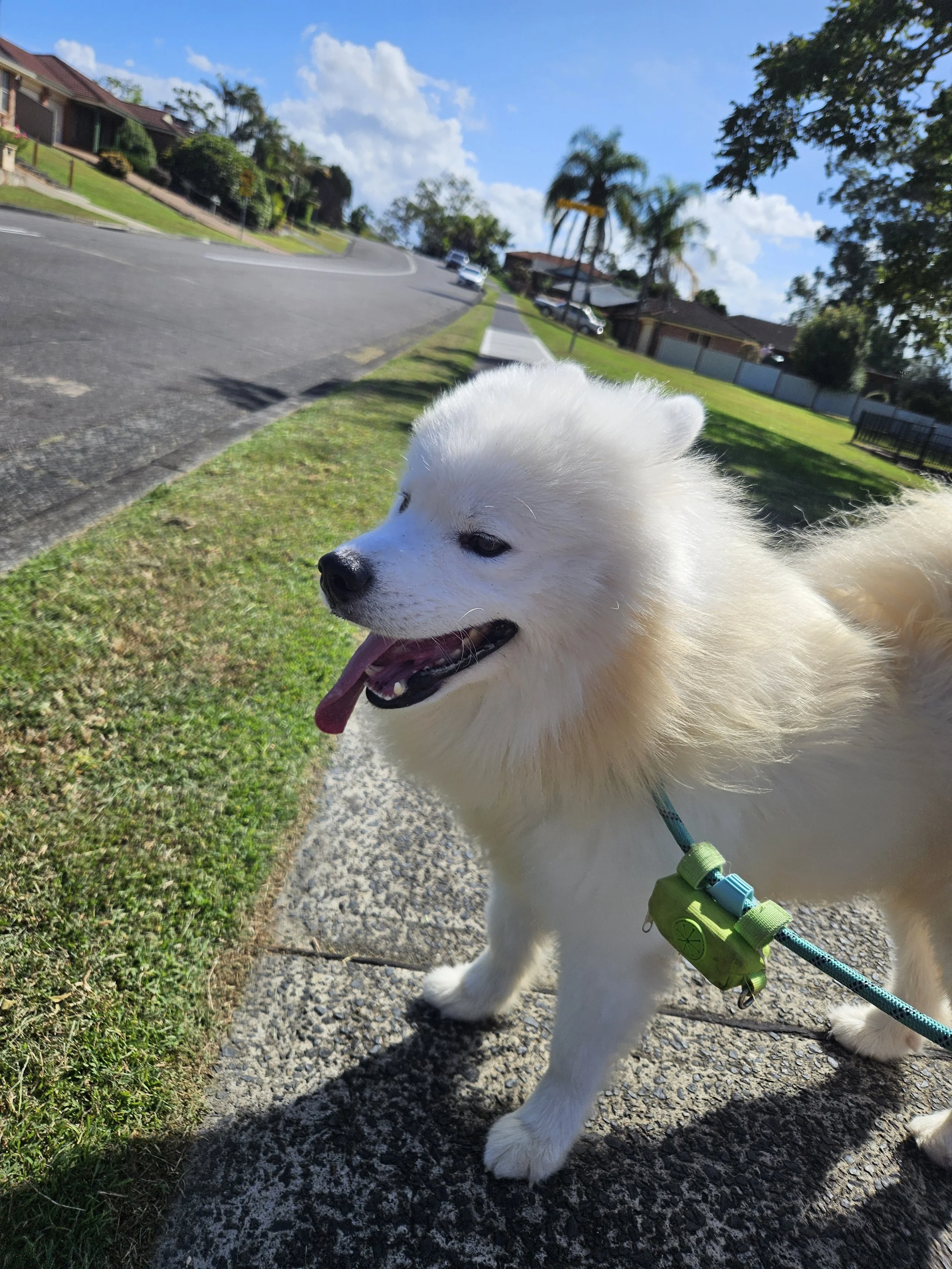 A white fluffy dog enjoying a walk in Green Point with SCIONA'S DOG CARE SERVICES