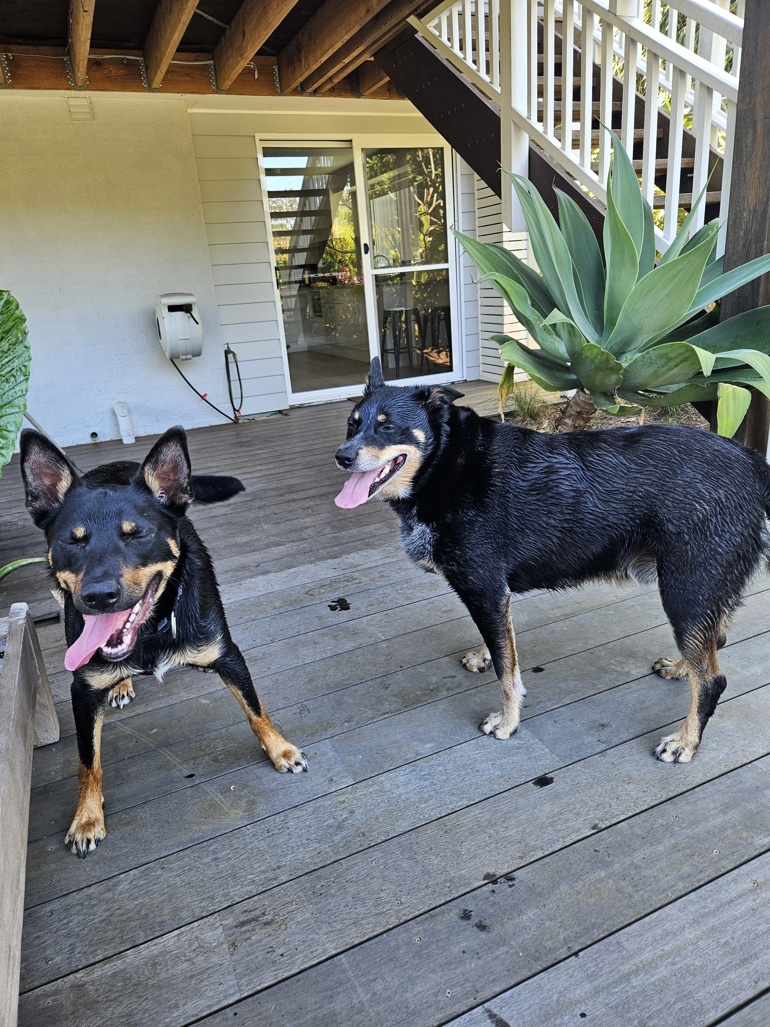 2 Kelpies smiling for the camera