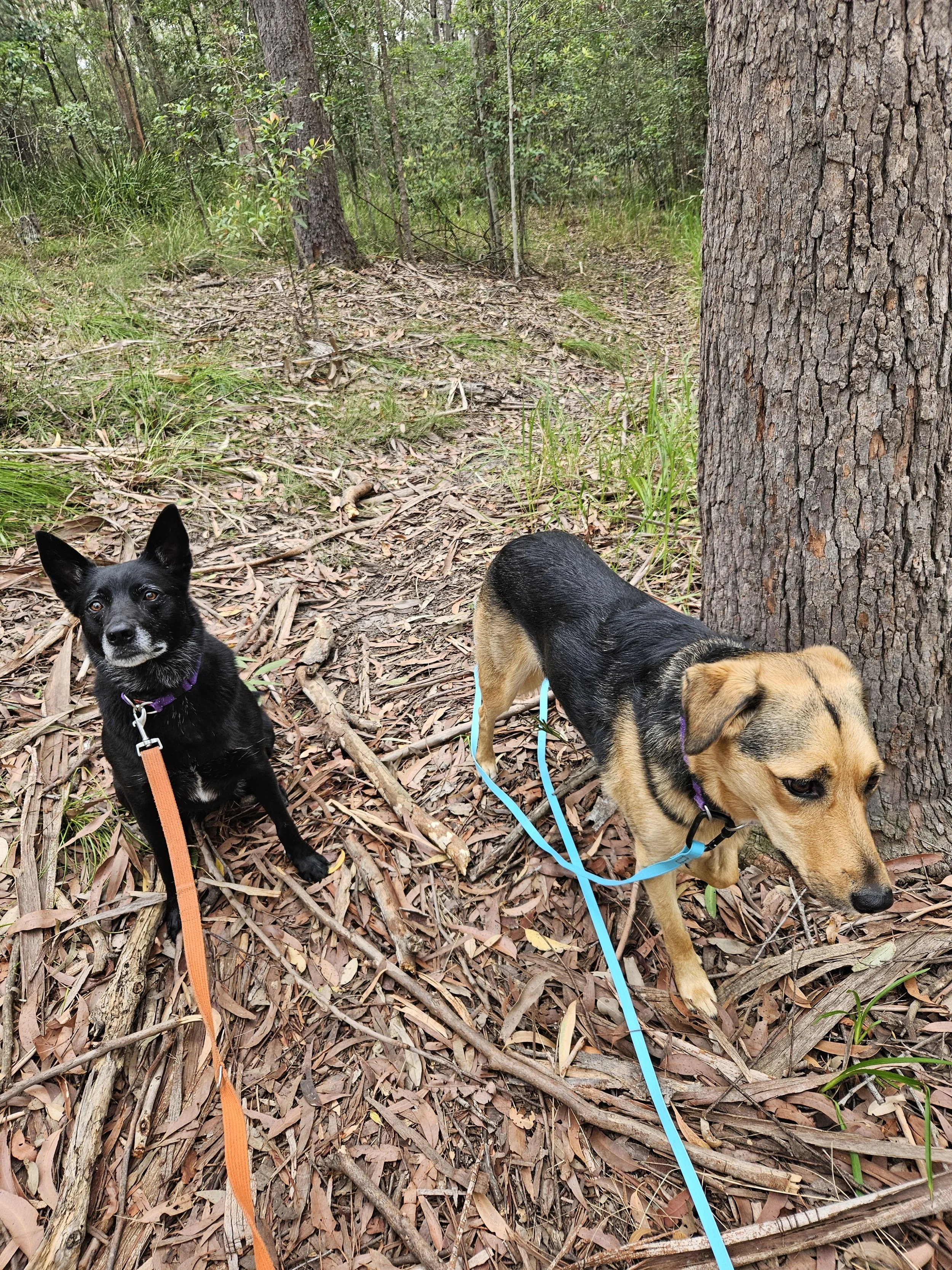 A Border Collie x Kelpie and a Huntaway breed dog walking in the bush