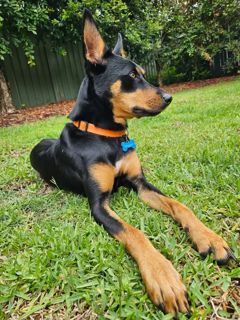 An Adorable Kelpie pup laying on the grass