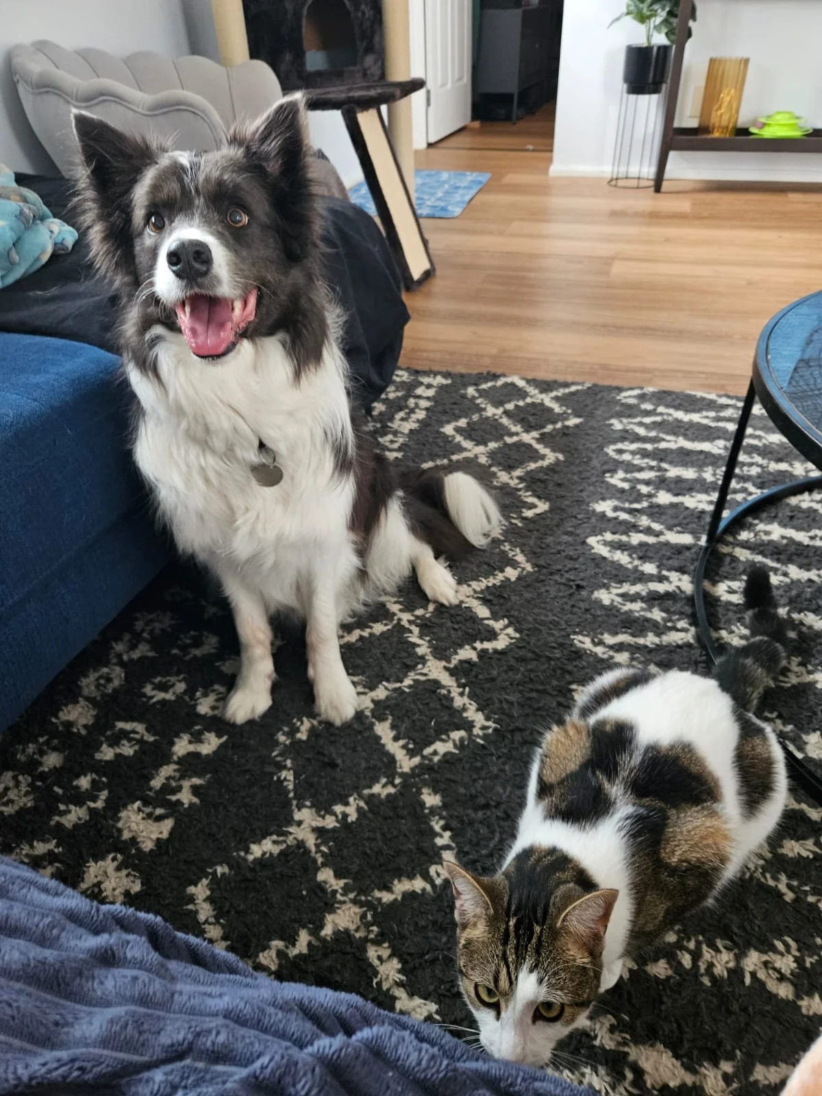 Border Collie dog smiling with a cat