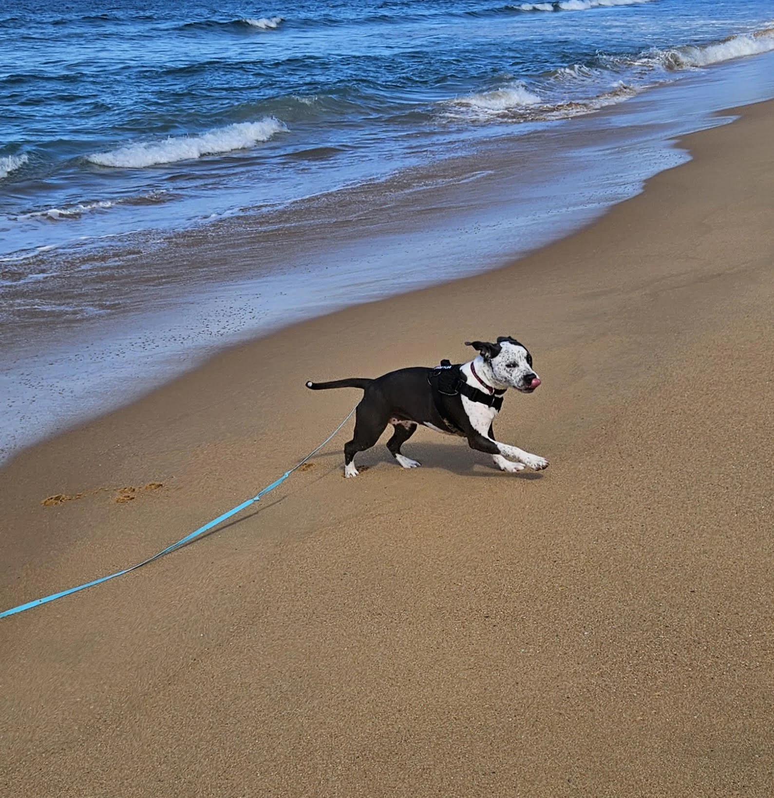A staffy cross breed sticking her tongue out while running on the beach on the long line