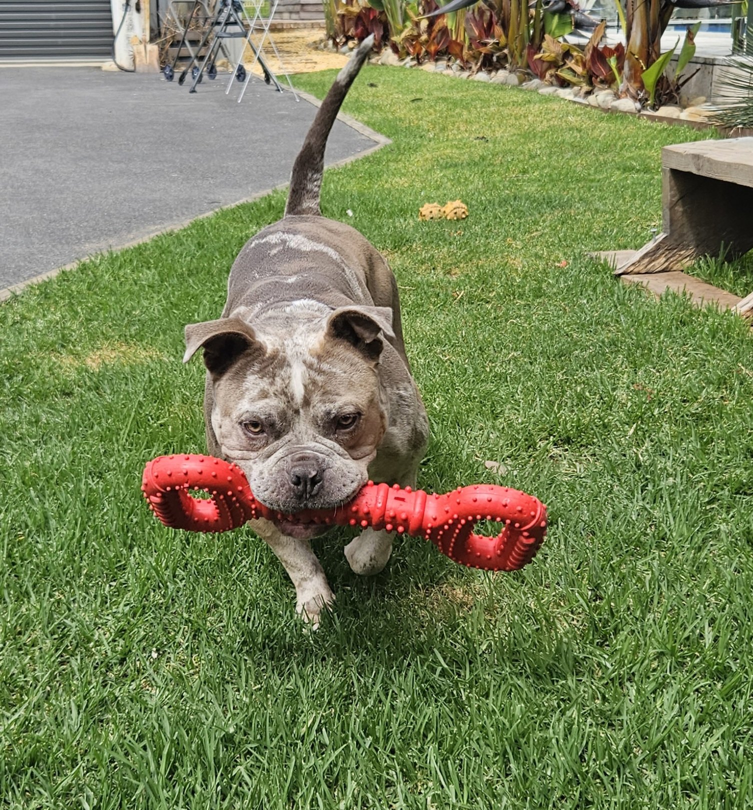 A dog running in action while holding a toy in their mouth