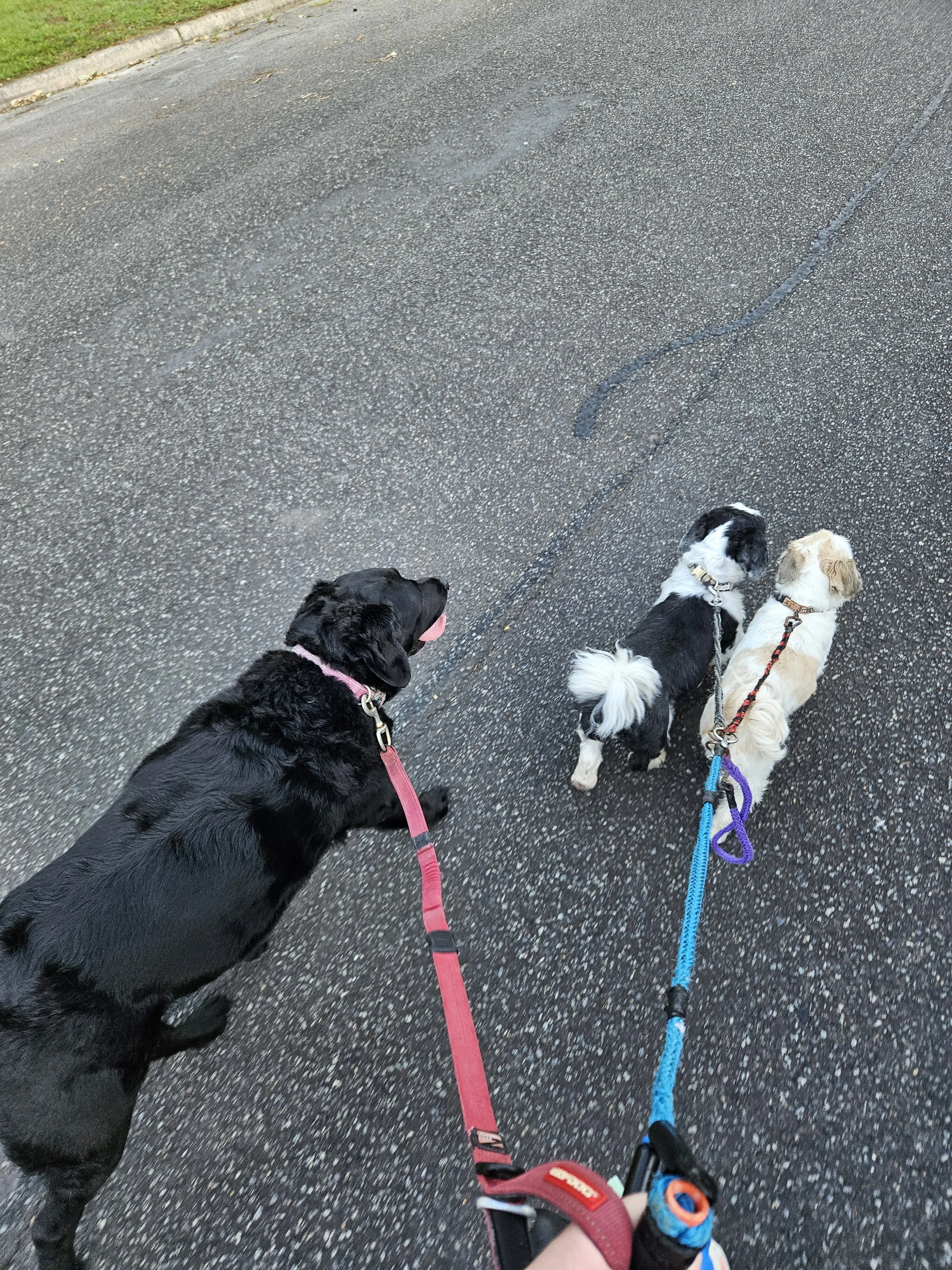 Three dogs on a walk with leashes, a black dog on a red leash, and two smaller dogs on blue and purple leashes on a paved road walking in Kincumber Central Coast NSW 