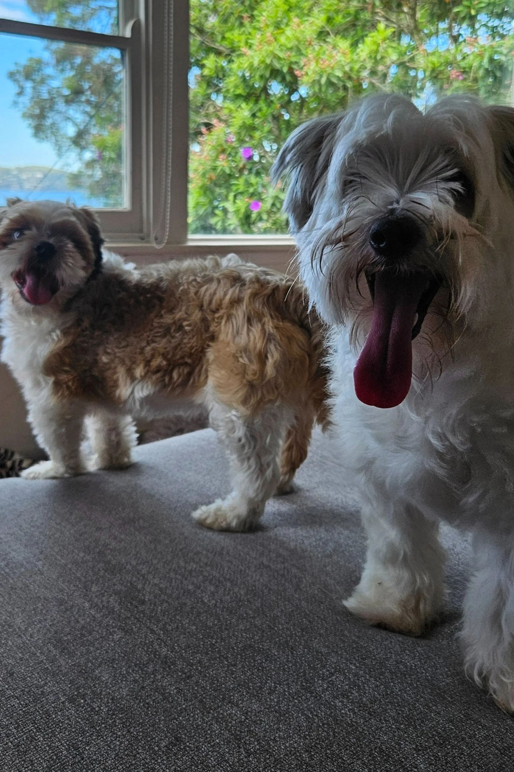Two small happy dogs relaxing indoors by a sunny window during a Sciona’s Dog Care Services Dog and house sitting overnight care