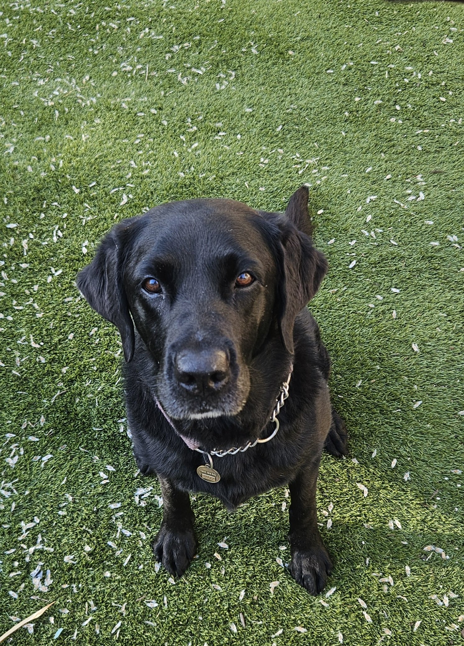 Black Labrador sitting on grass, enjoying outdoor time once the yard has been cleaned for poo with Sciona’s Dog Care Services