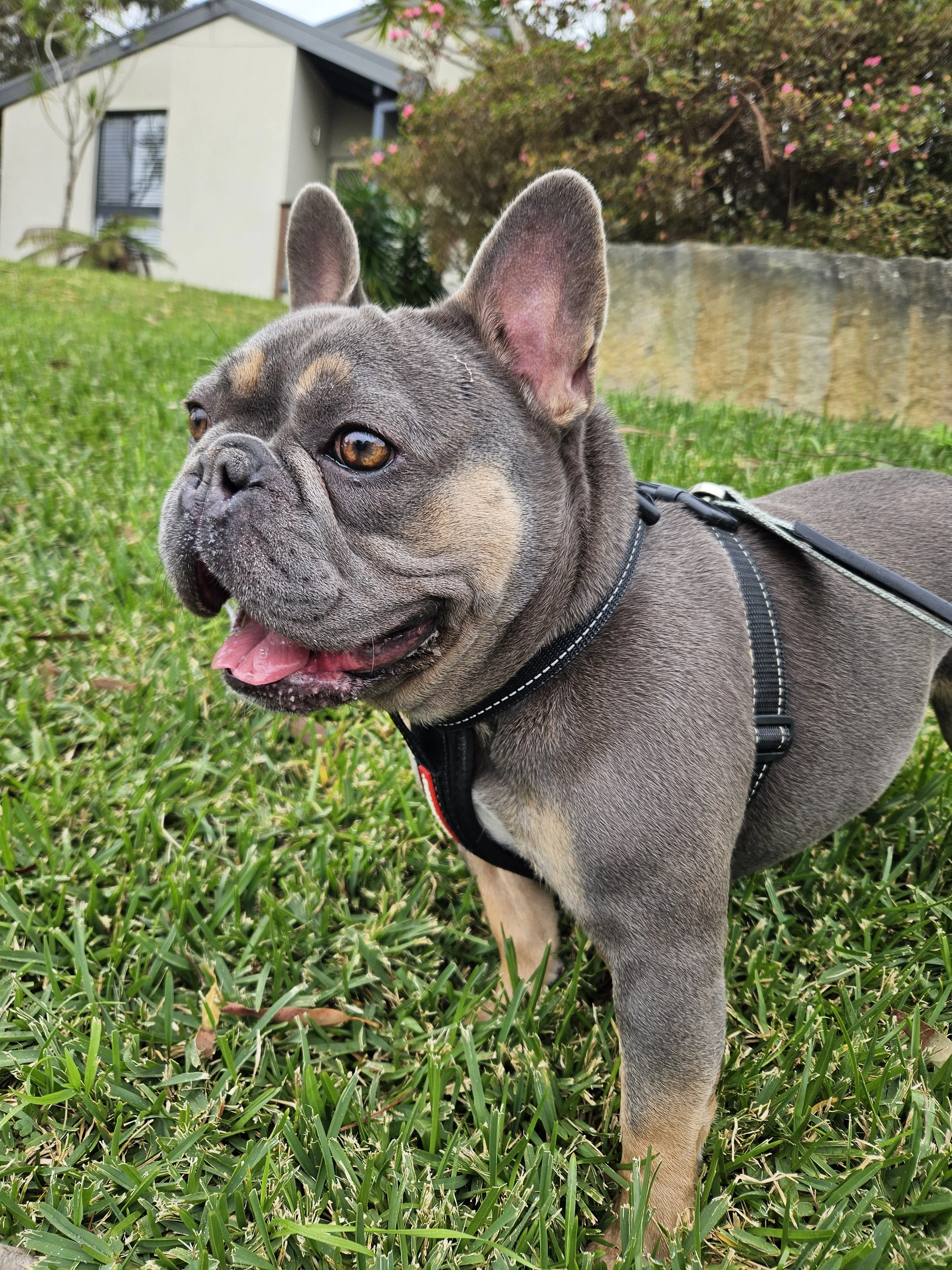 A small dog smiling 