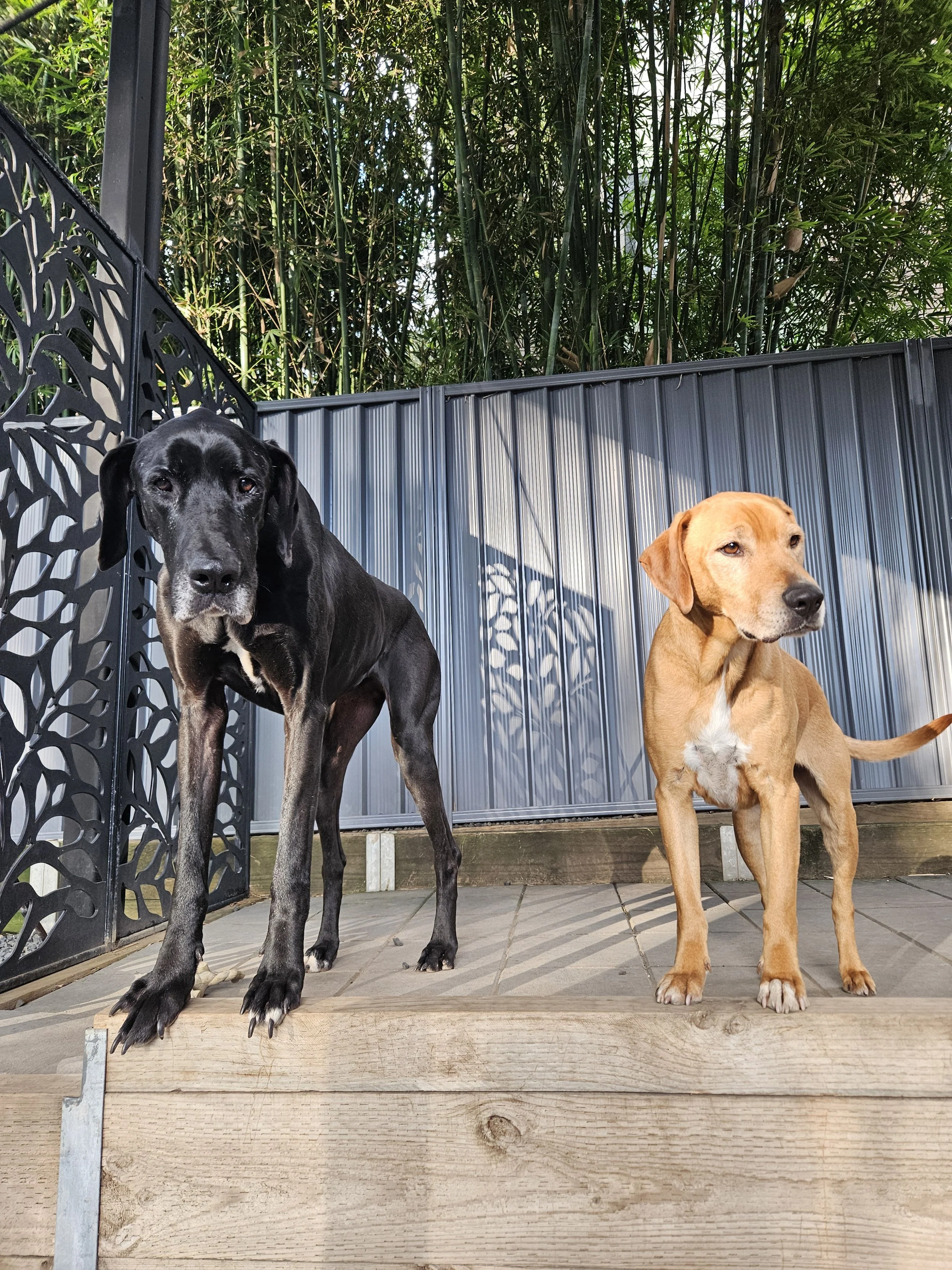 2 dogs standing for the photos 