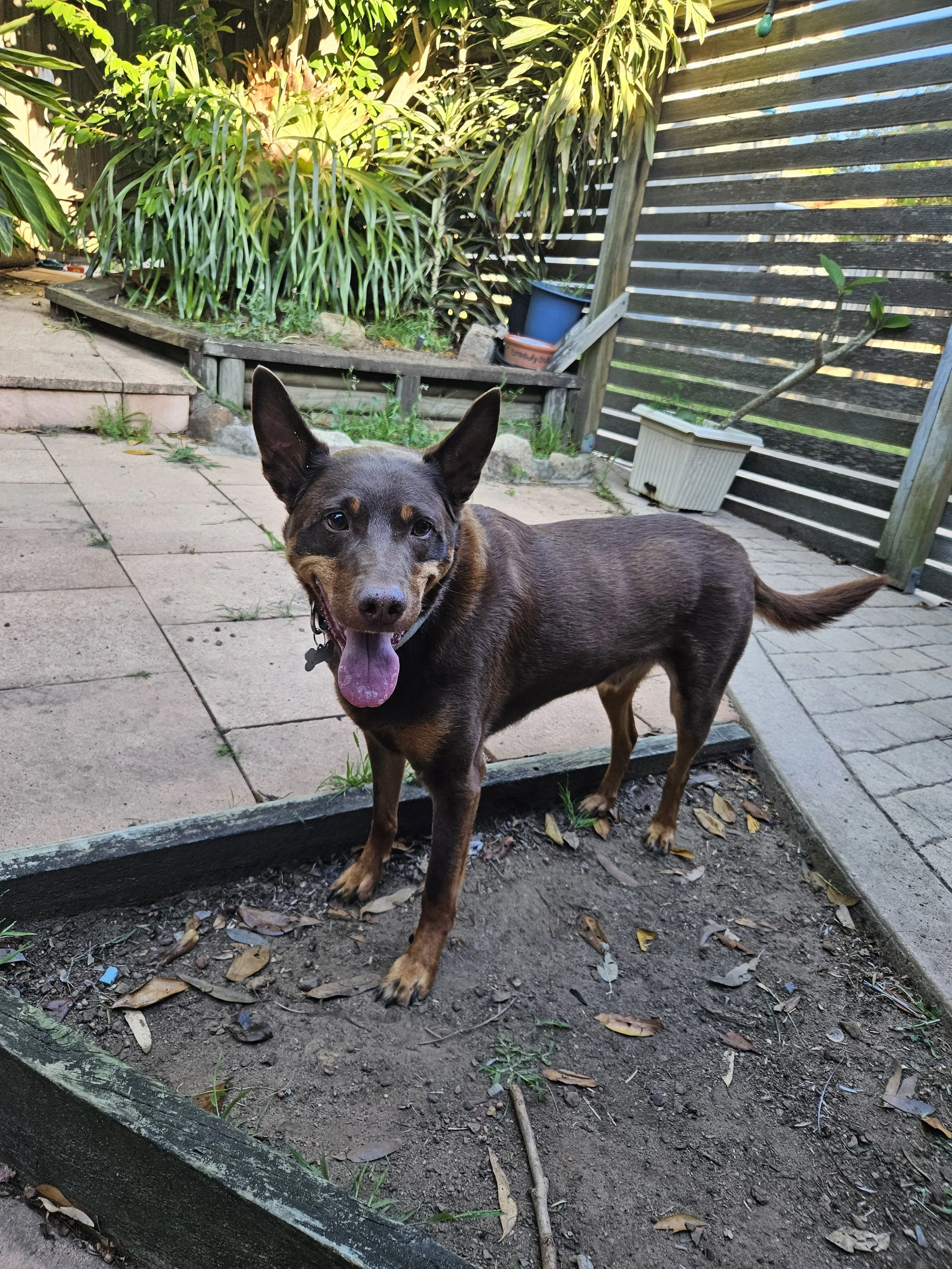 A kelpie smiling for the camera
