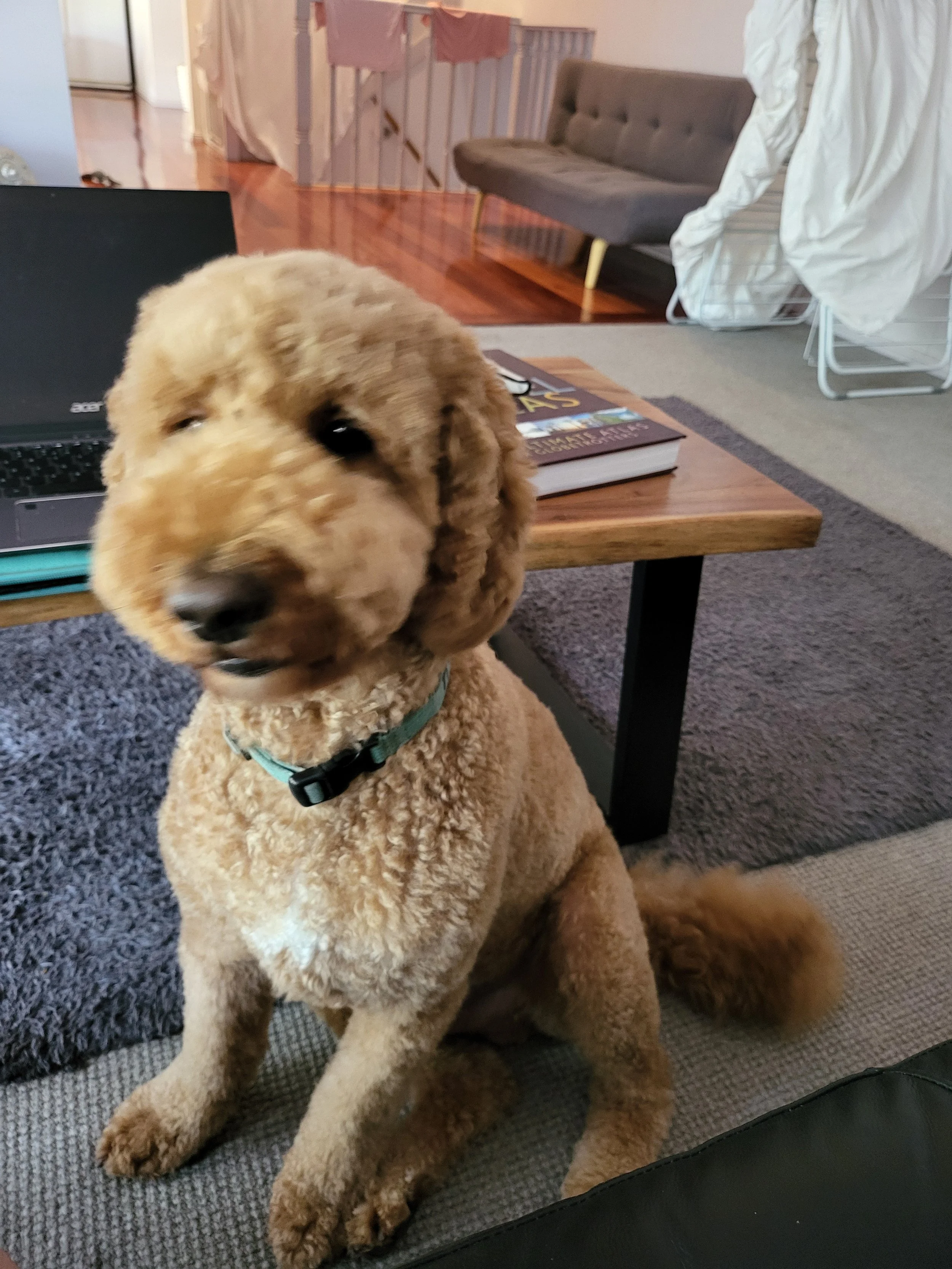 Lloyd the groodle sitting happily at home during professional overnight dog care by Sciona’s Dog Care Services